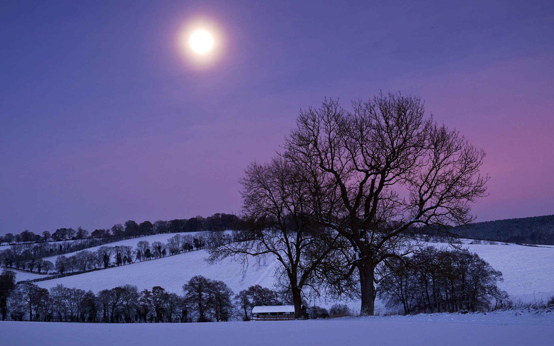 Laden Sie das Winter, Baum, Fotografie-Bild kostenlos auf Ihren PC-Desktop herunter