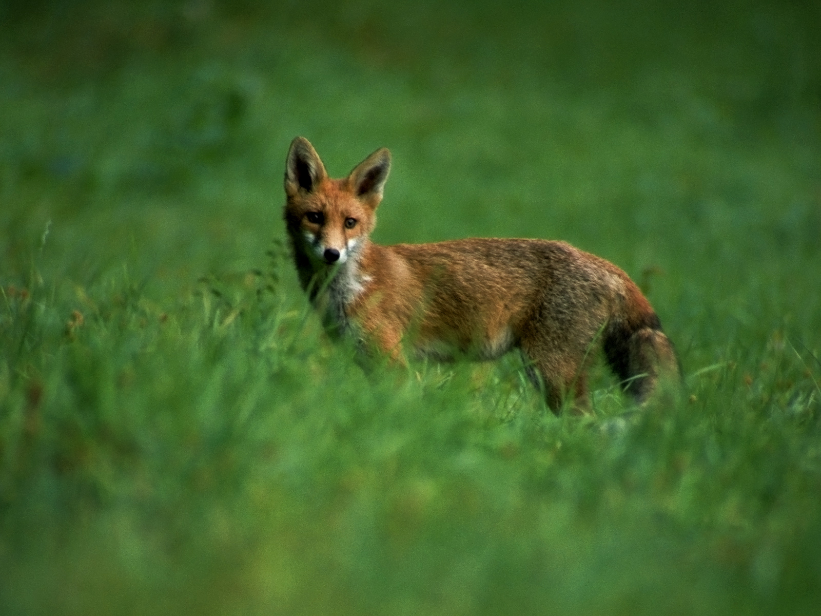 animal, fox