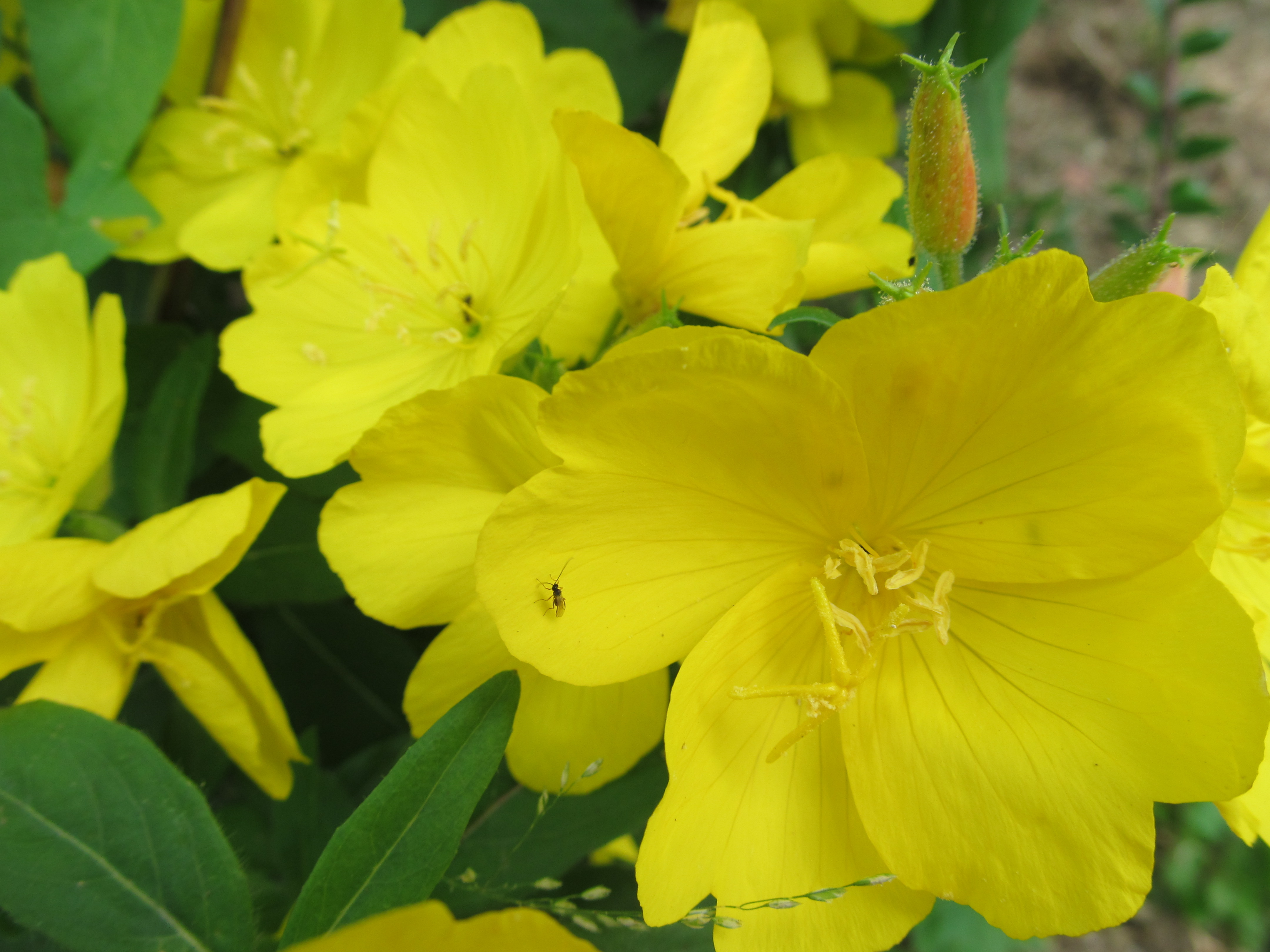 Descarga gratuita de fondo de pantalla para móvil de Flores, Flor, Tierra/naturaleza.