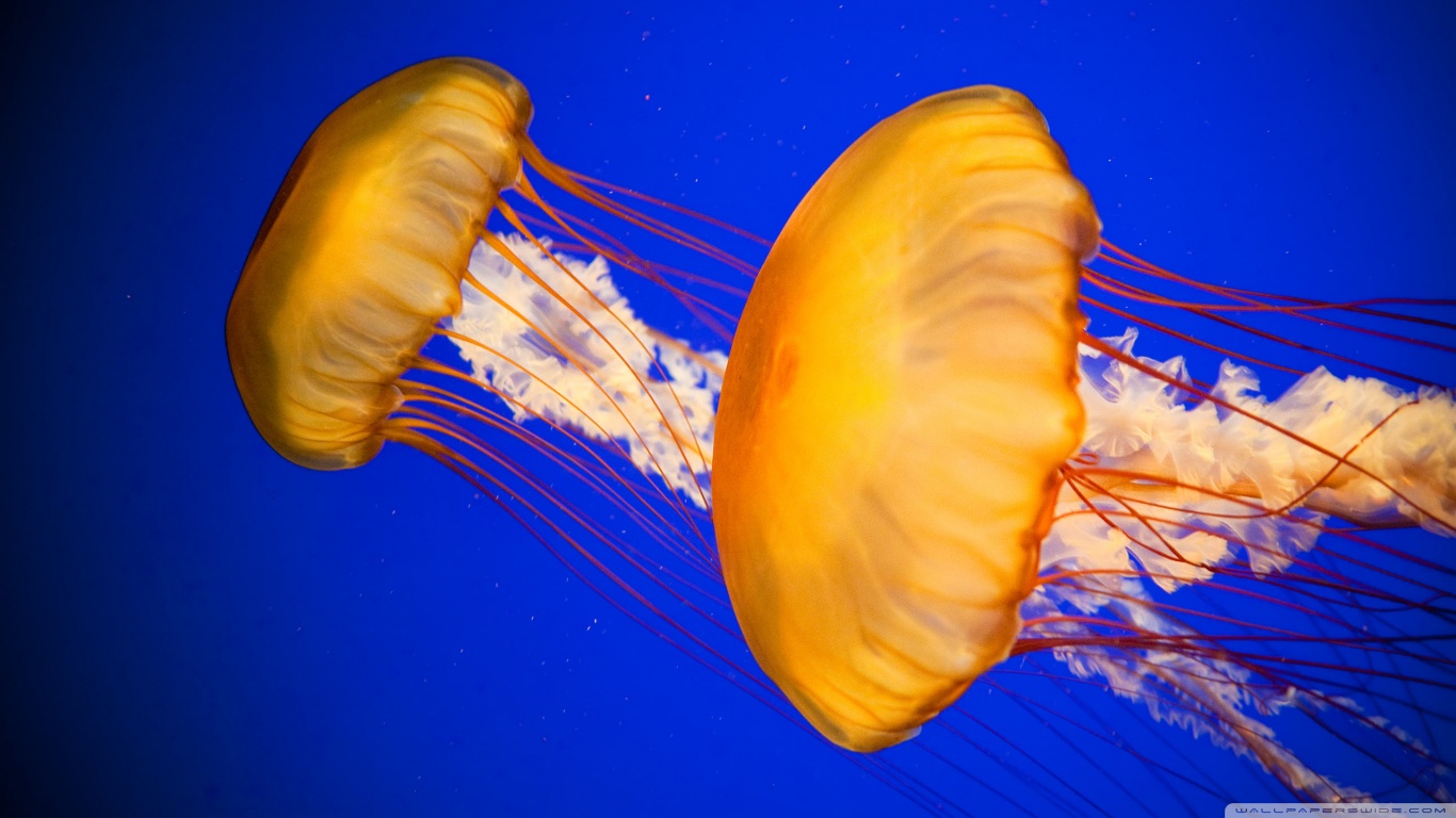 Free download wallpaper Jellyfish, Fishes, Animal on your PC desktop