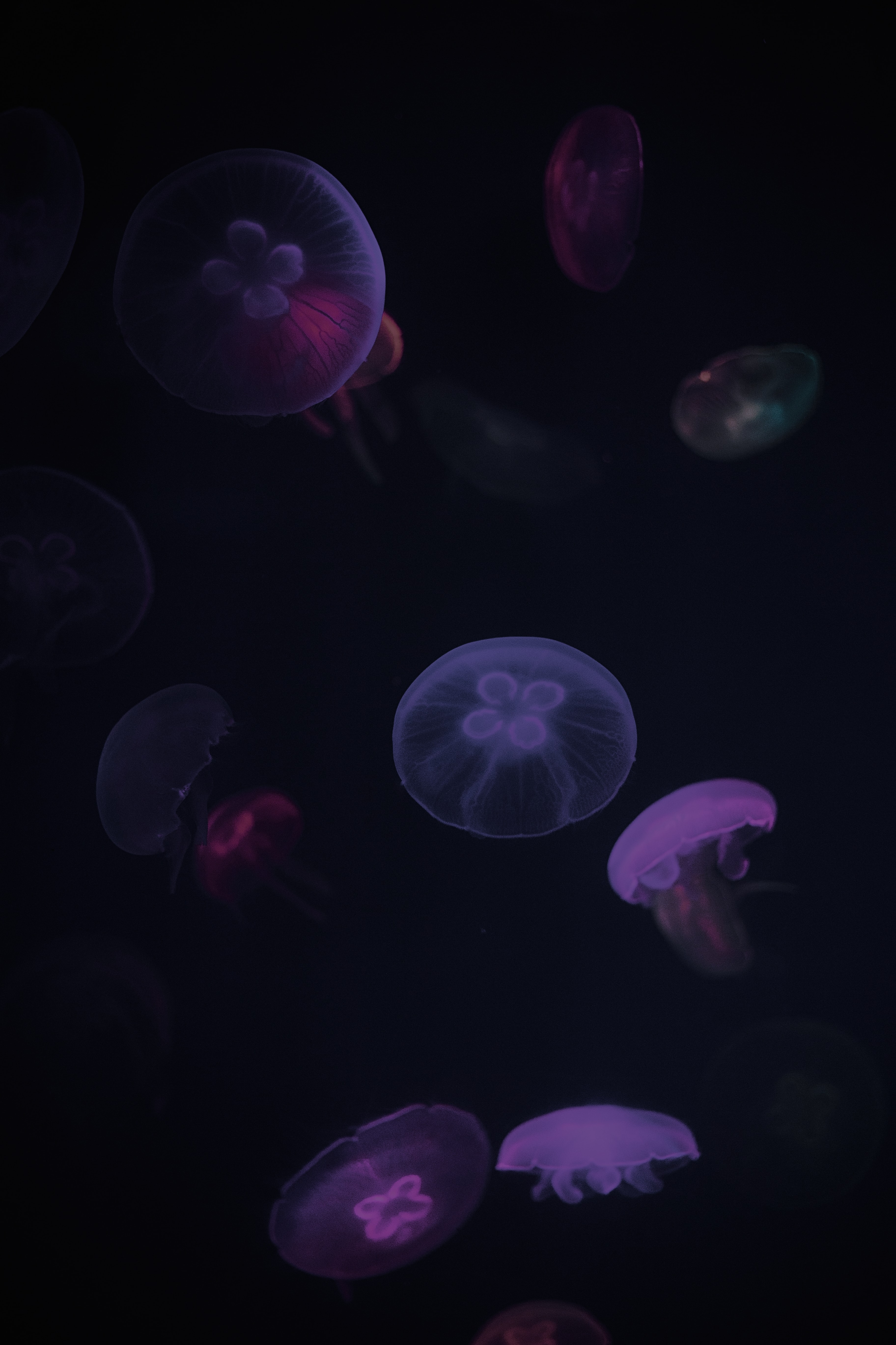 104137 скачать картинку медузы, фиолетовый, животные, темный, под водой - обои и заставки бесплатно