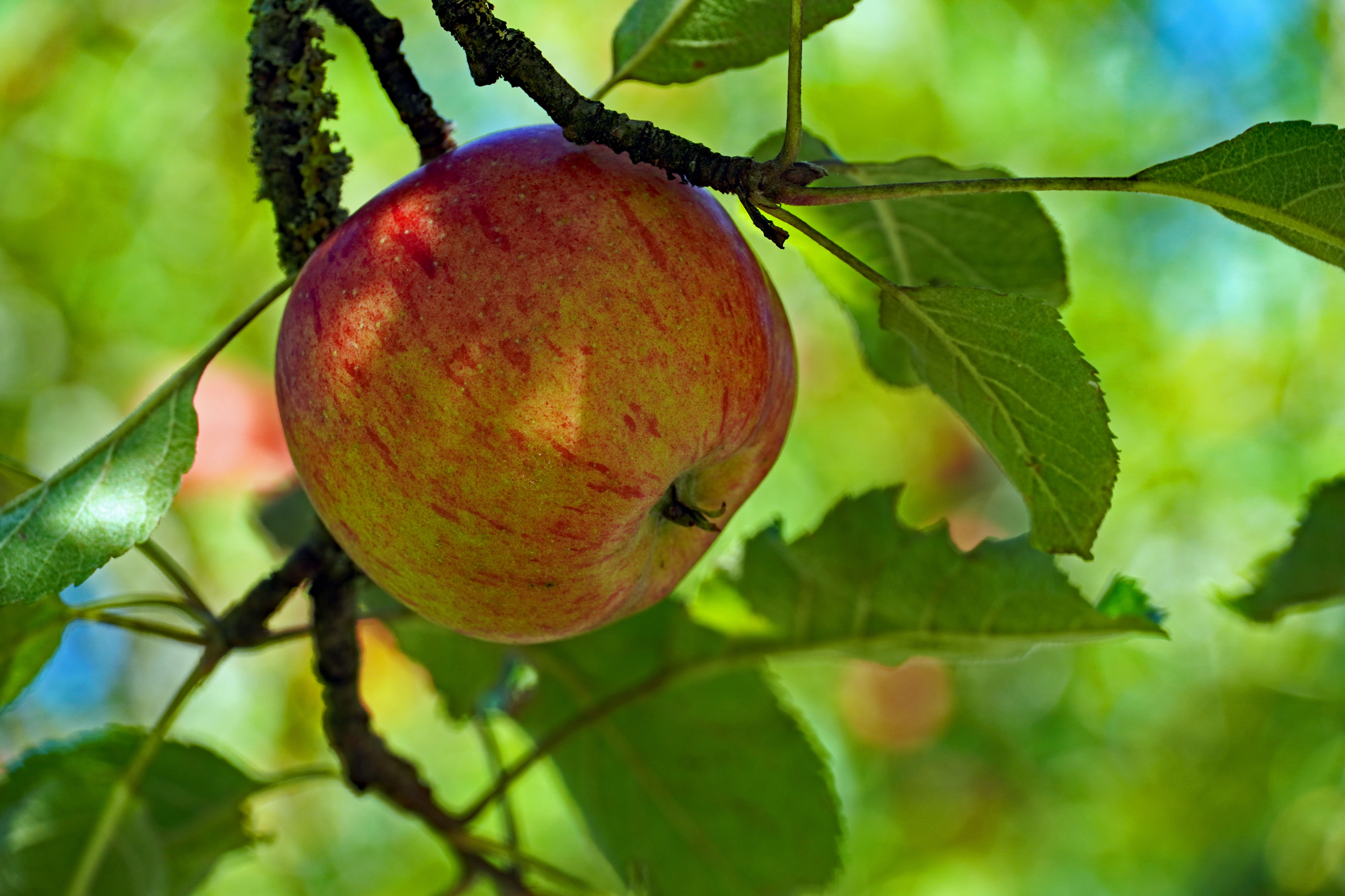 fruit, branch, food, apple, leaves HD wallpaper