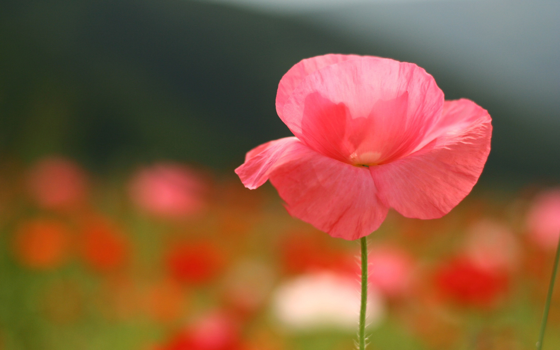 Download mobile wallpaper Poppy, Flowers, Flower, Earth for free.