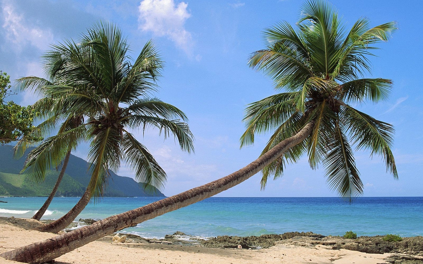 Handy-Wallpaper Landschaft, Palms, Sea kostenlos herunterladen.
