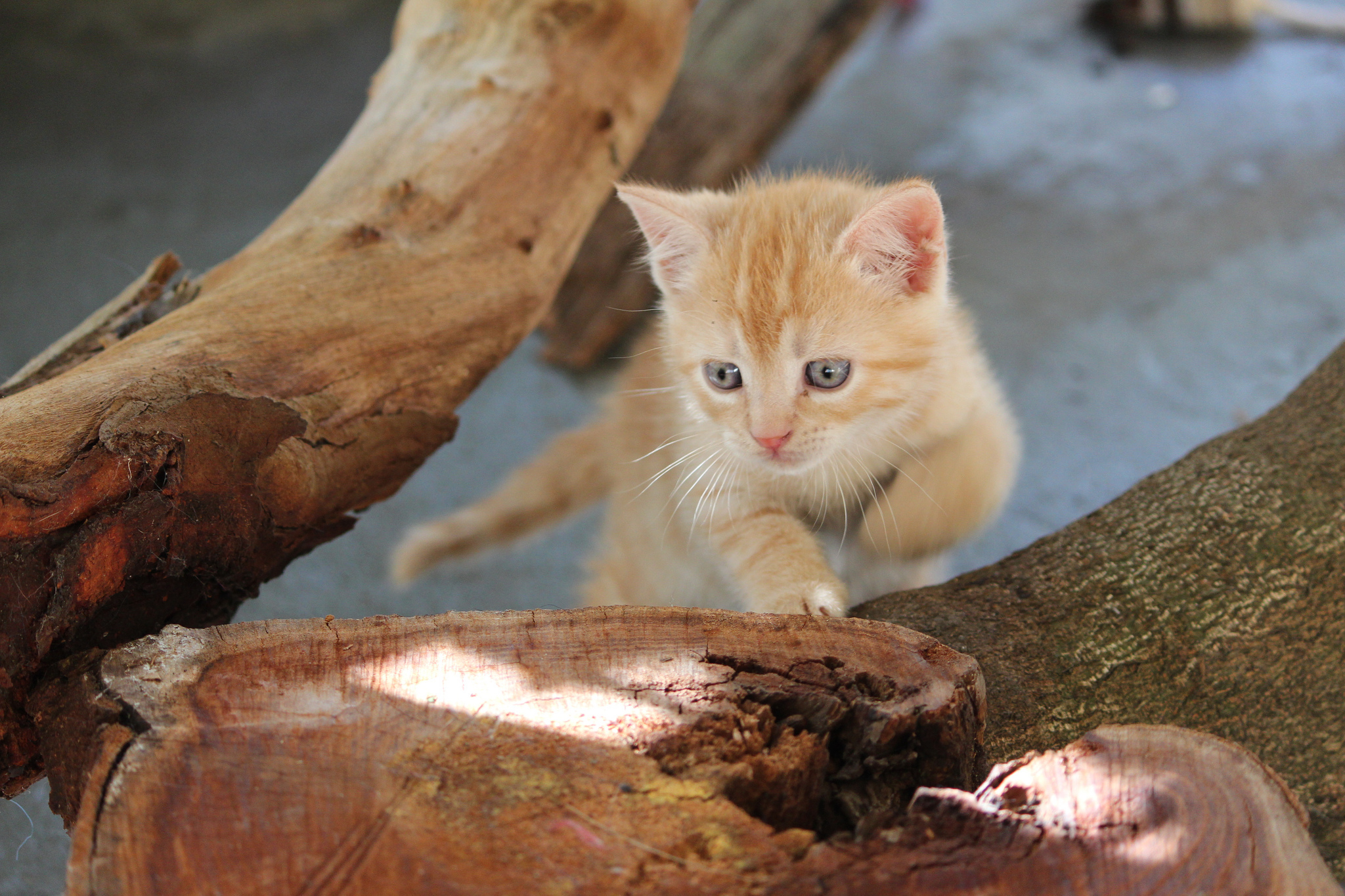 PCデスクトップに動物, ネコ, 猫画像を無料でダウンロード