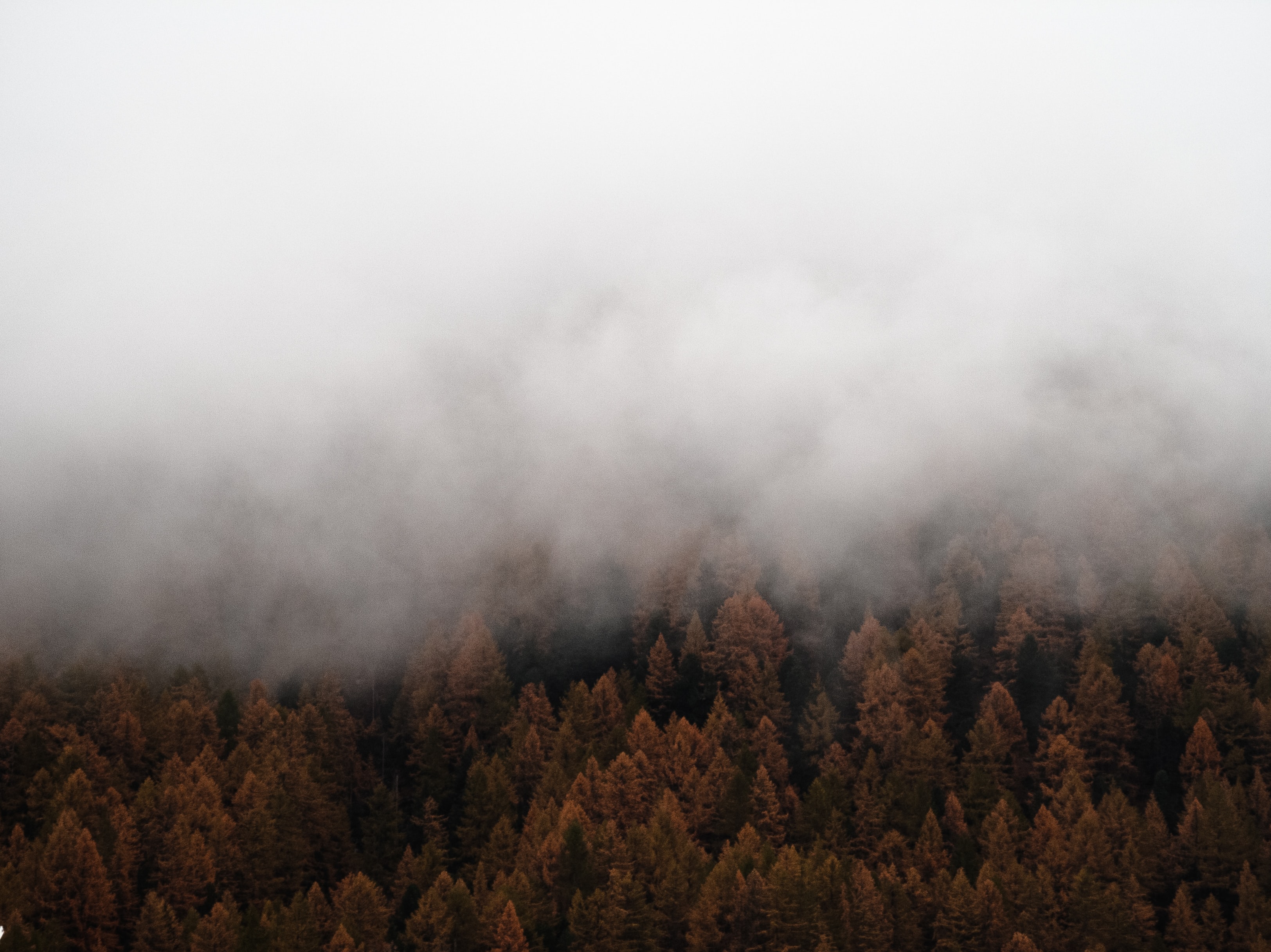 Скачать картинку Деревья, Ель, Туман, Лес, Природа в телефон бесплатно.