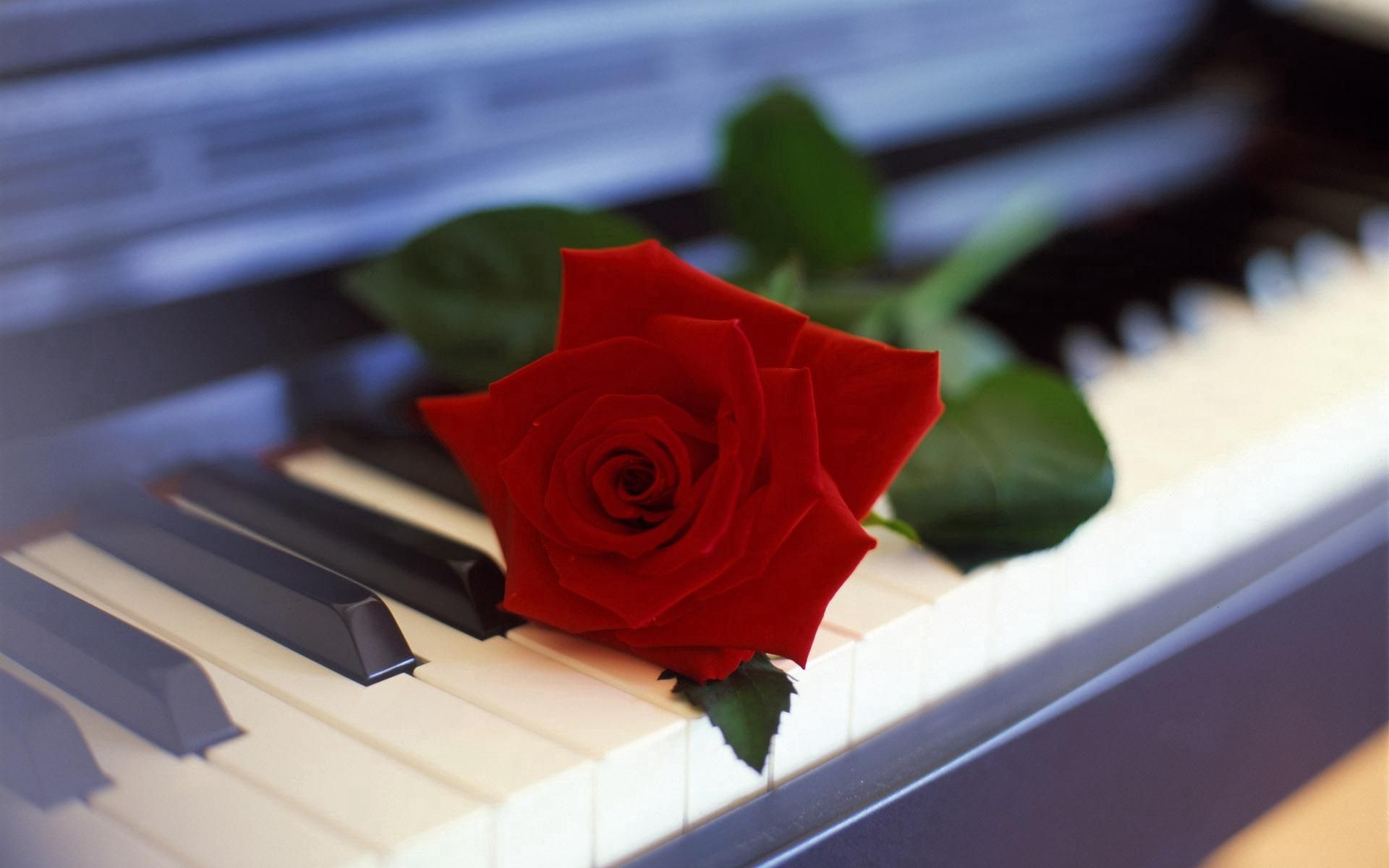 Скачать обои бесплатно Музыка, Цветок, Роза, Пианино, Цветы картинка на рабочий стол ПК