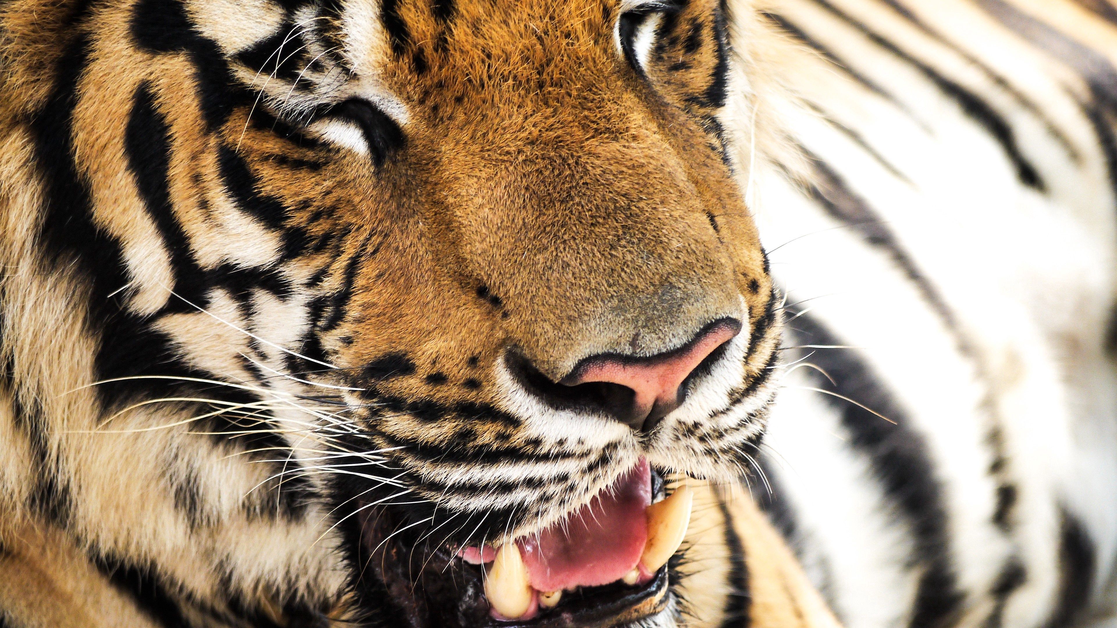 148220 descargar imagen animales, bozal, tigre, nariz, dientes: fondos de pantalla y protectores de pantalla gratis