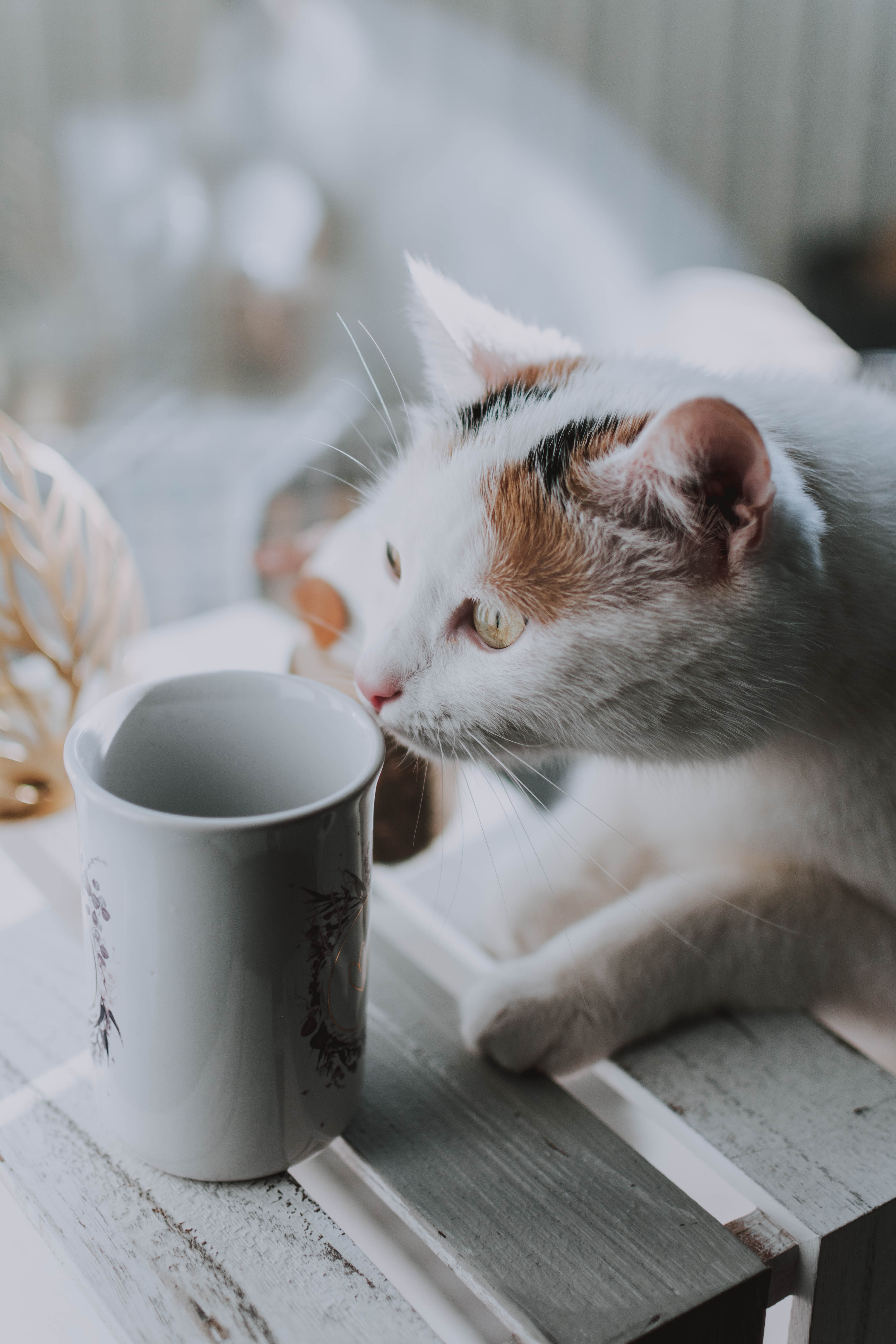 Free download wallpaper Pet, Opinion, Sight, Animals, Cup, Cat on your PC desktop