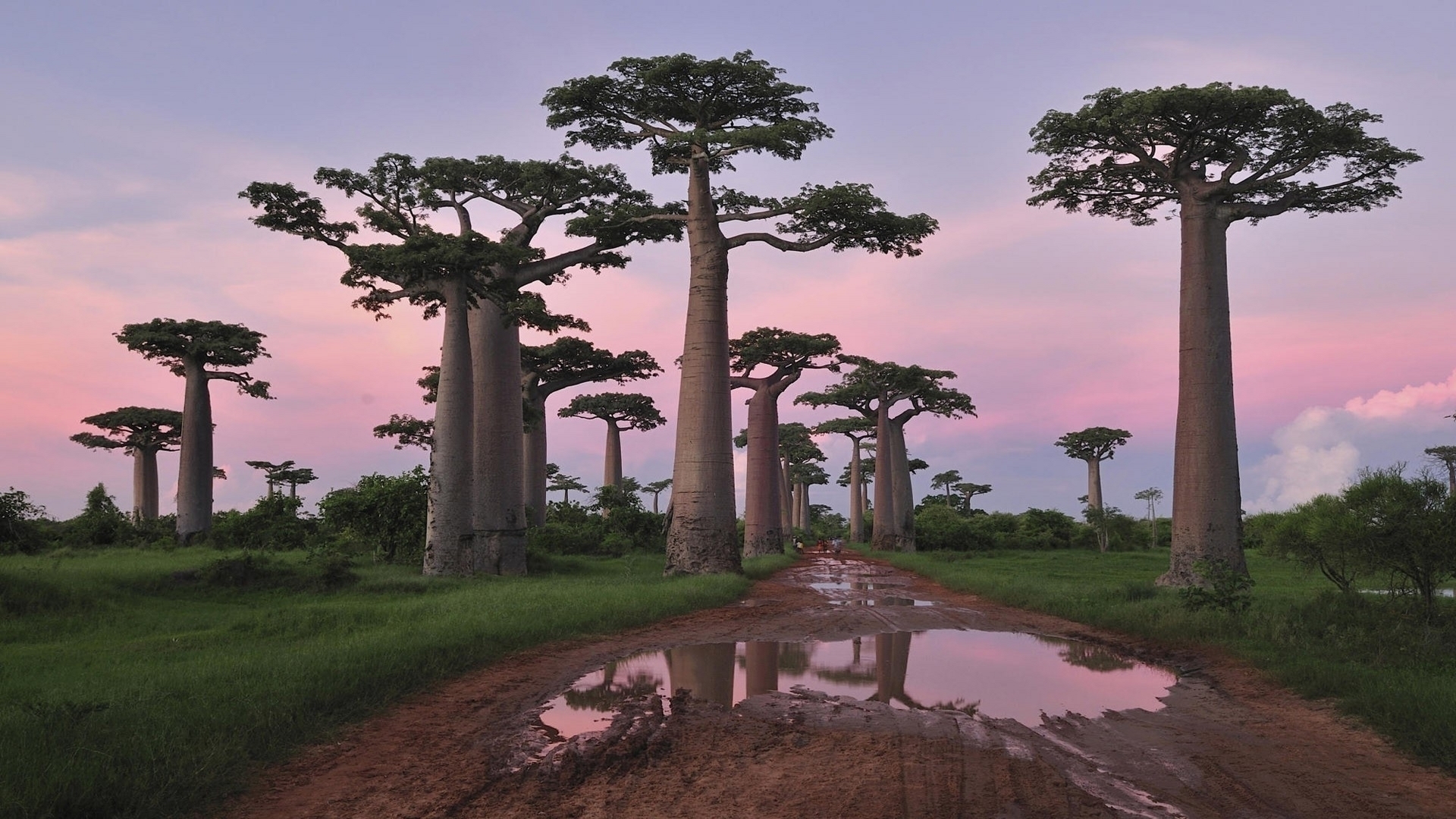 Télécharger des fonds d'écran Baobab HD
