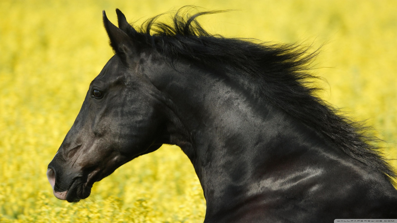 無料モバイル壁紙馬, 動物をダウンロードします。