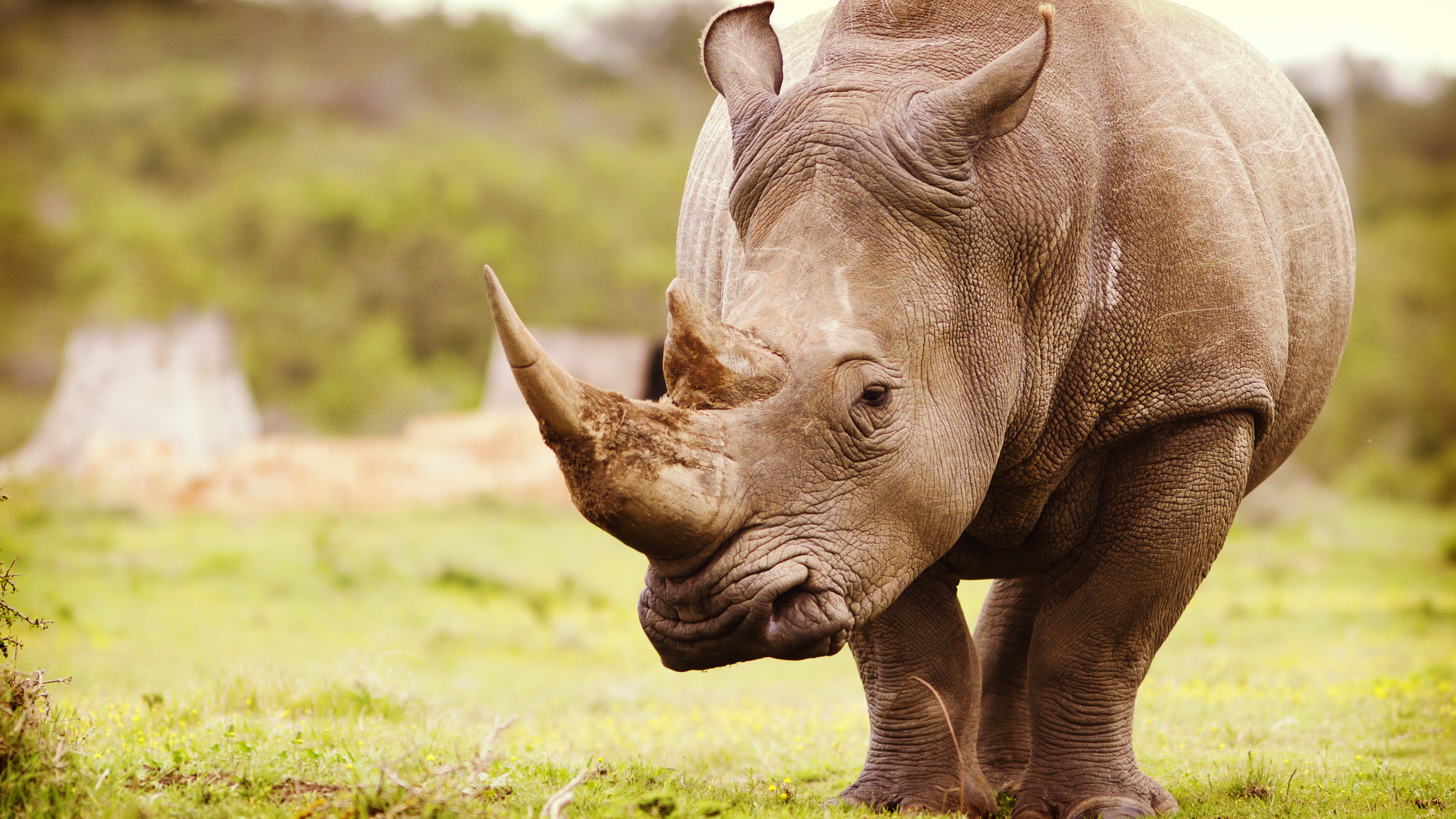 Download mobile wallpaper Animal, Rhinoceros, Depth Of Field, Rhino for free.