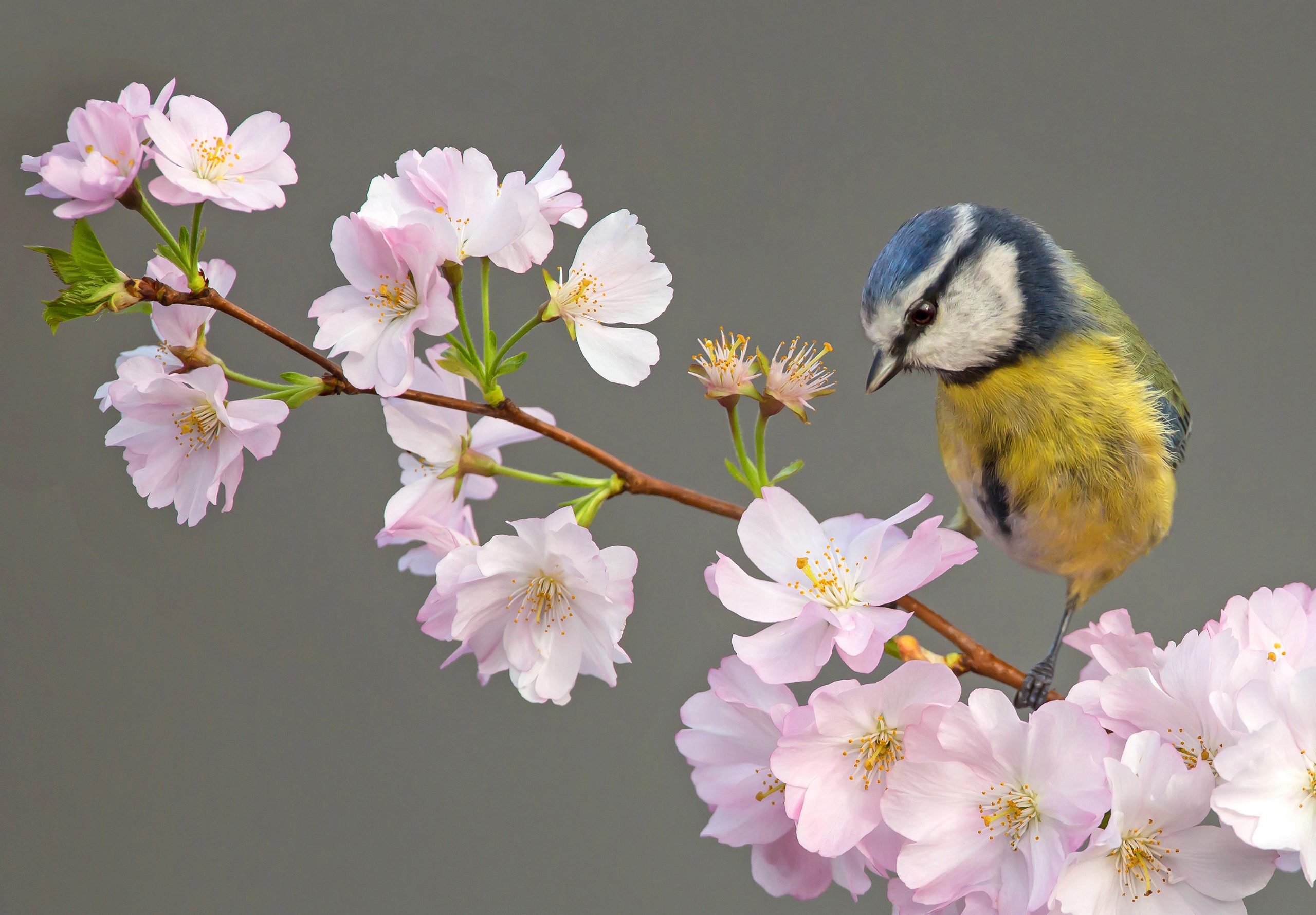 Laden Sie das Tiere, Vögel, Vogel, Meise-Bild kostenlos auf Ihren PC-Desktop herunter