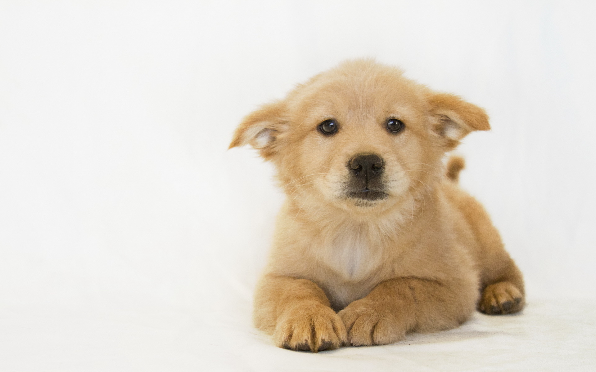 Baixar papel de parede para celular de Cães, Filhote, Cão, Animais gratuito.