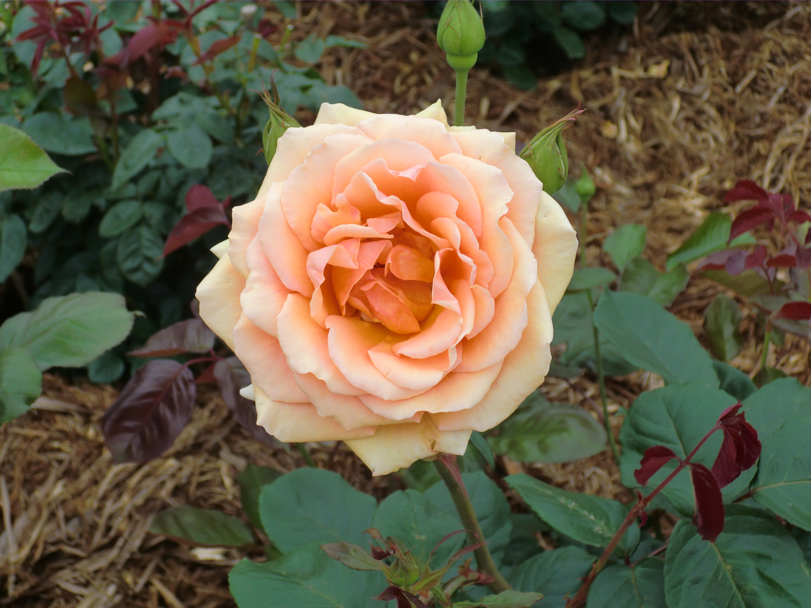 Téléchargez gratuitement l'image Fleurs, Rose, Terre/nature sur le bureau de votre PC