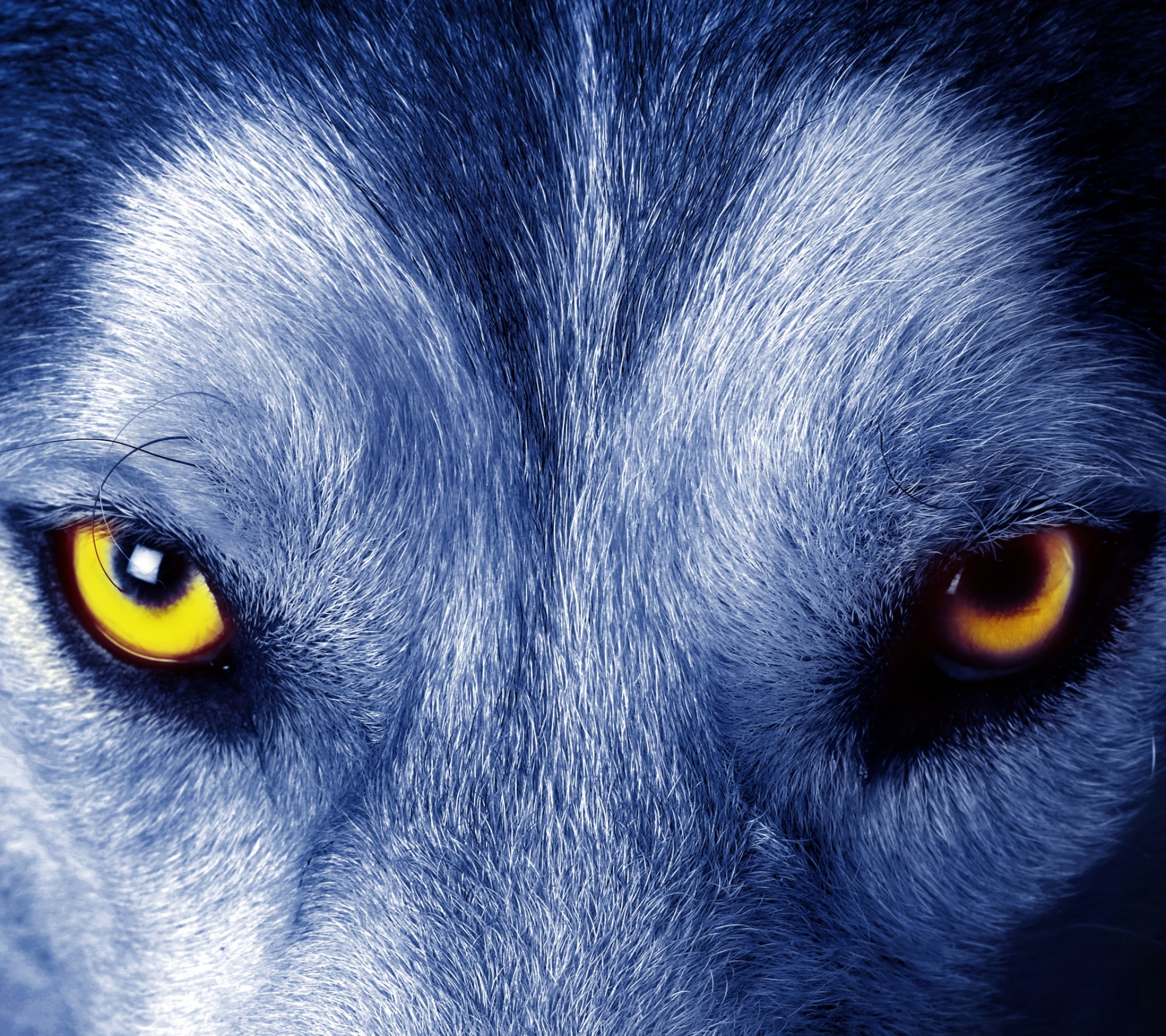 Download mobile wallpaper Wolf, Animal, Eye, Wolves for free.