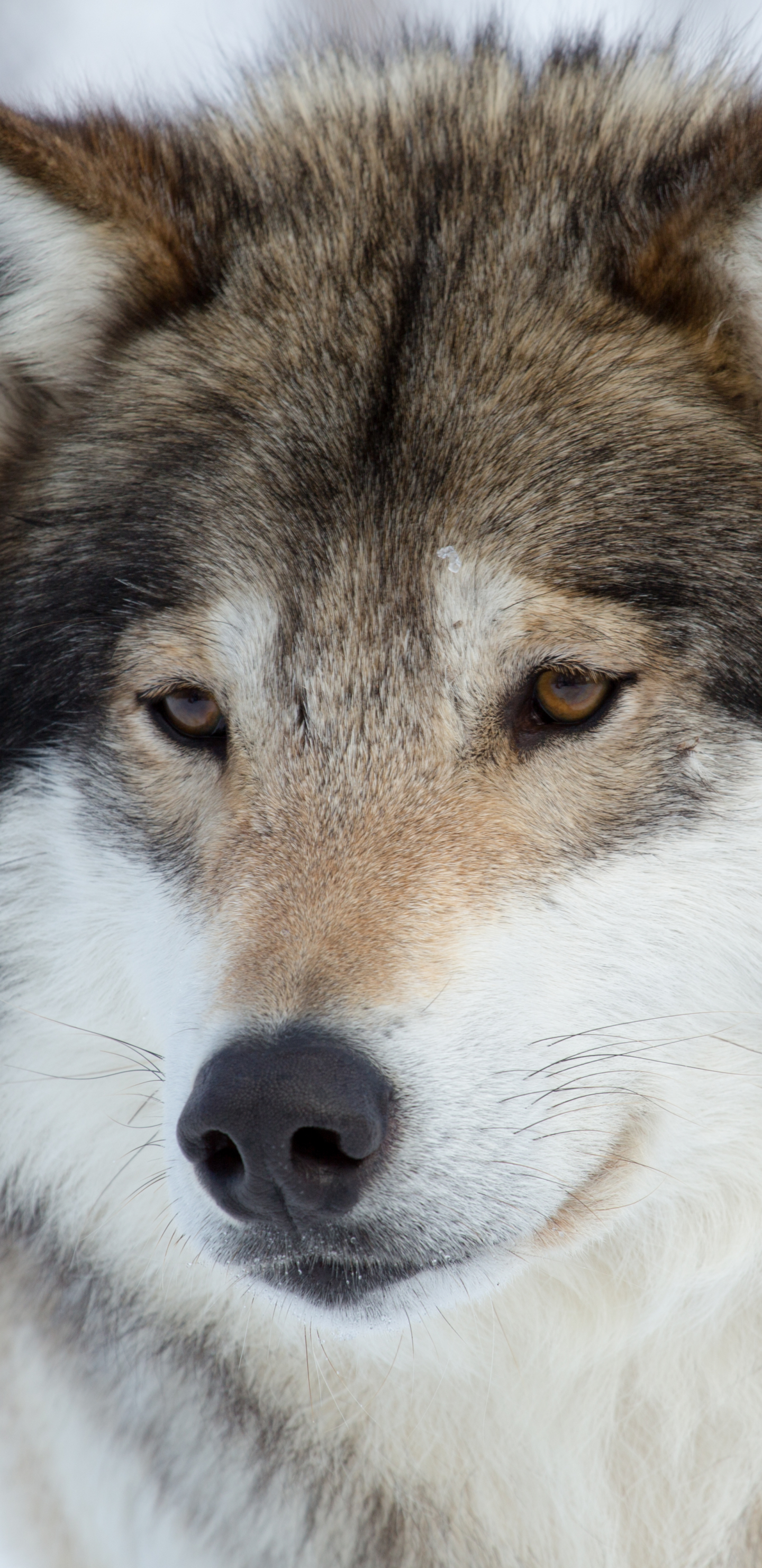 Free download wallpaper Muzzle, Wolf, Animal, Face, Wolves on your PC desktop
