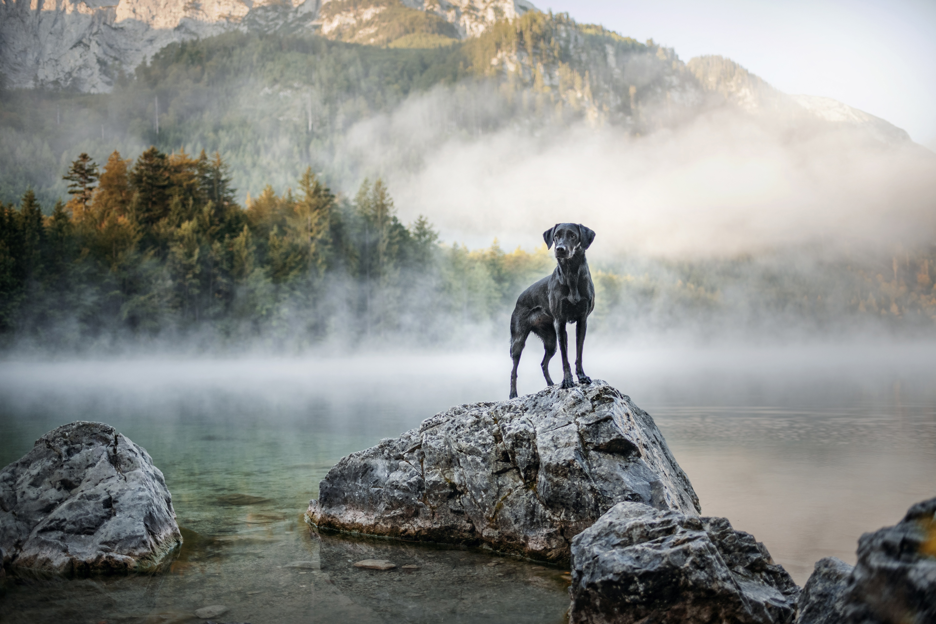 Handy-Wallpaper Tiere, Hunde, Labrador Retriever kostenlos herunterladen.