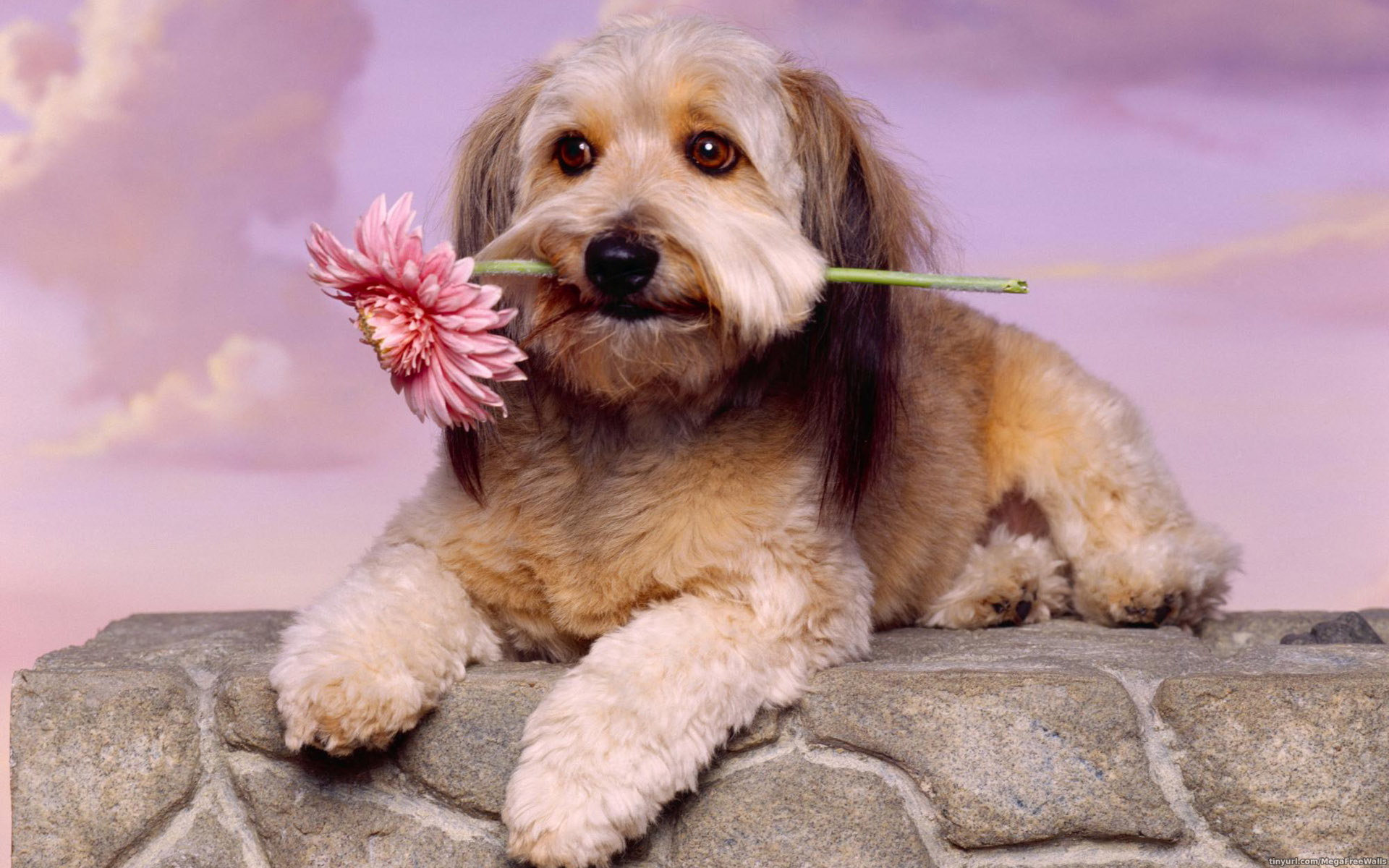 Free download wallpaper Dog, Animal, Puppy, Cute on your PC desktop