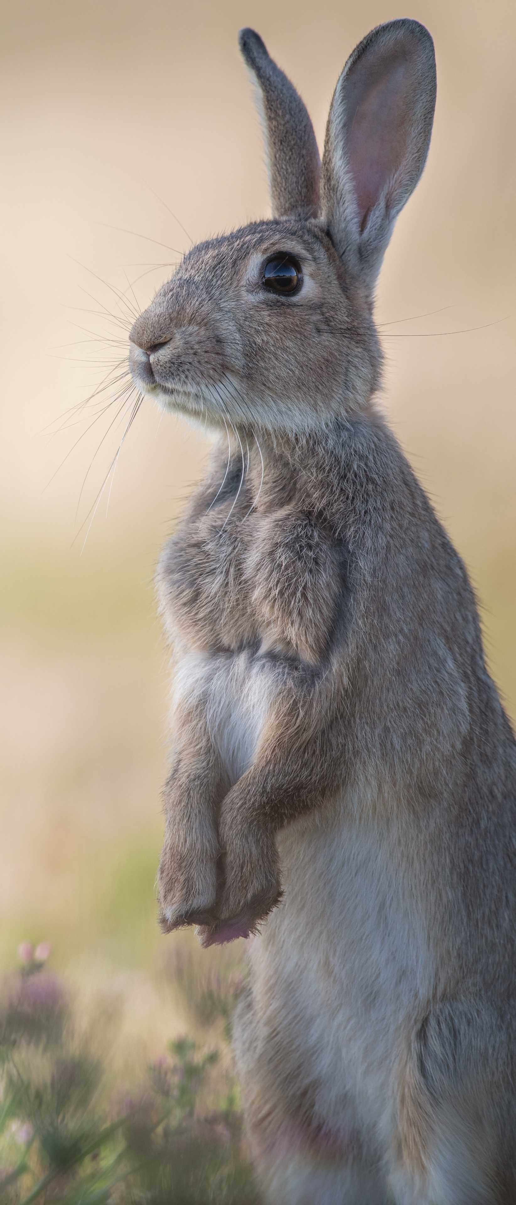 Handy-Wallpaper Tiere, Hase kostenlos herunterladen.