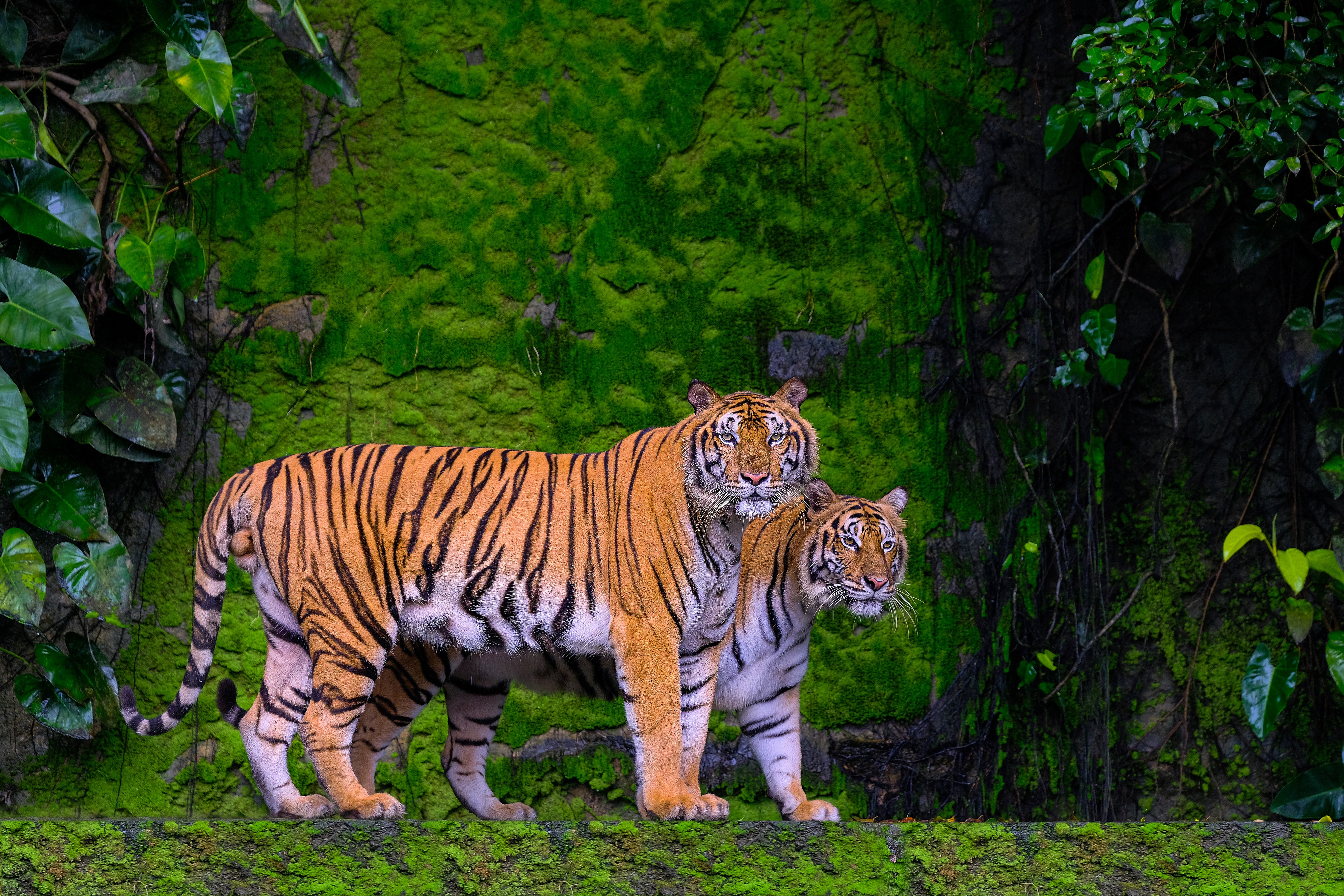 Free download wallpaper Cats, Tiger, Animal on your PC desktop