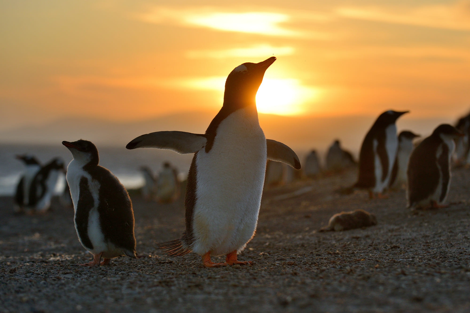Laden Sie das Tiere, Vögel, Pinguin-Bild kostenlos auf Ihren PC-Desktop herunter
