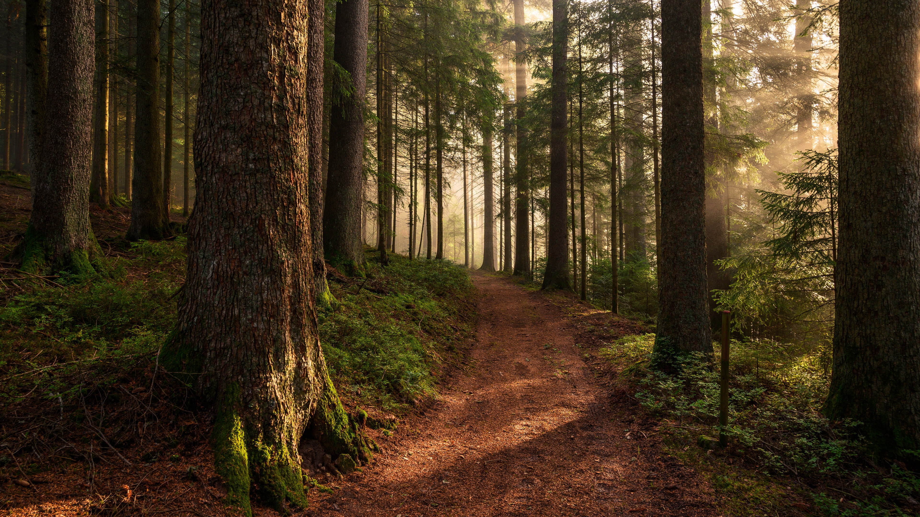 Download mobile wallpaper Nature, Road, Forest, Earth, Path, Sunbeam for free.