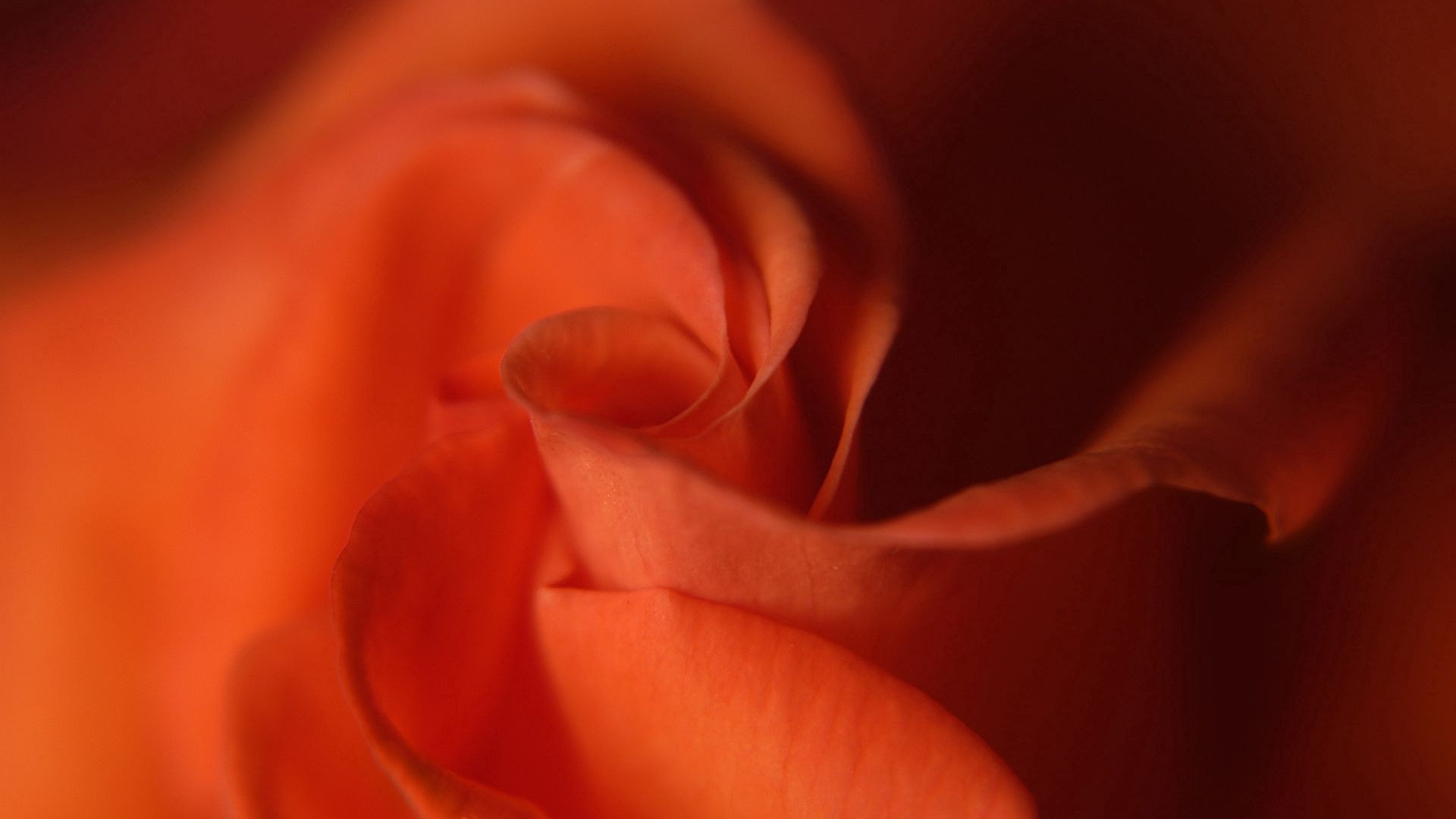 Free download wallpaper Rose, Petals, Rose Flower, Macro on your PC desktop