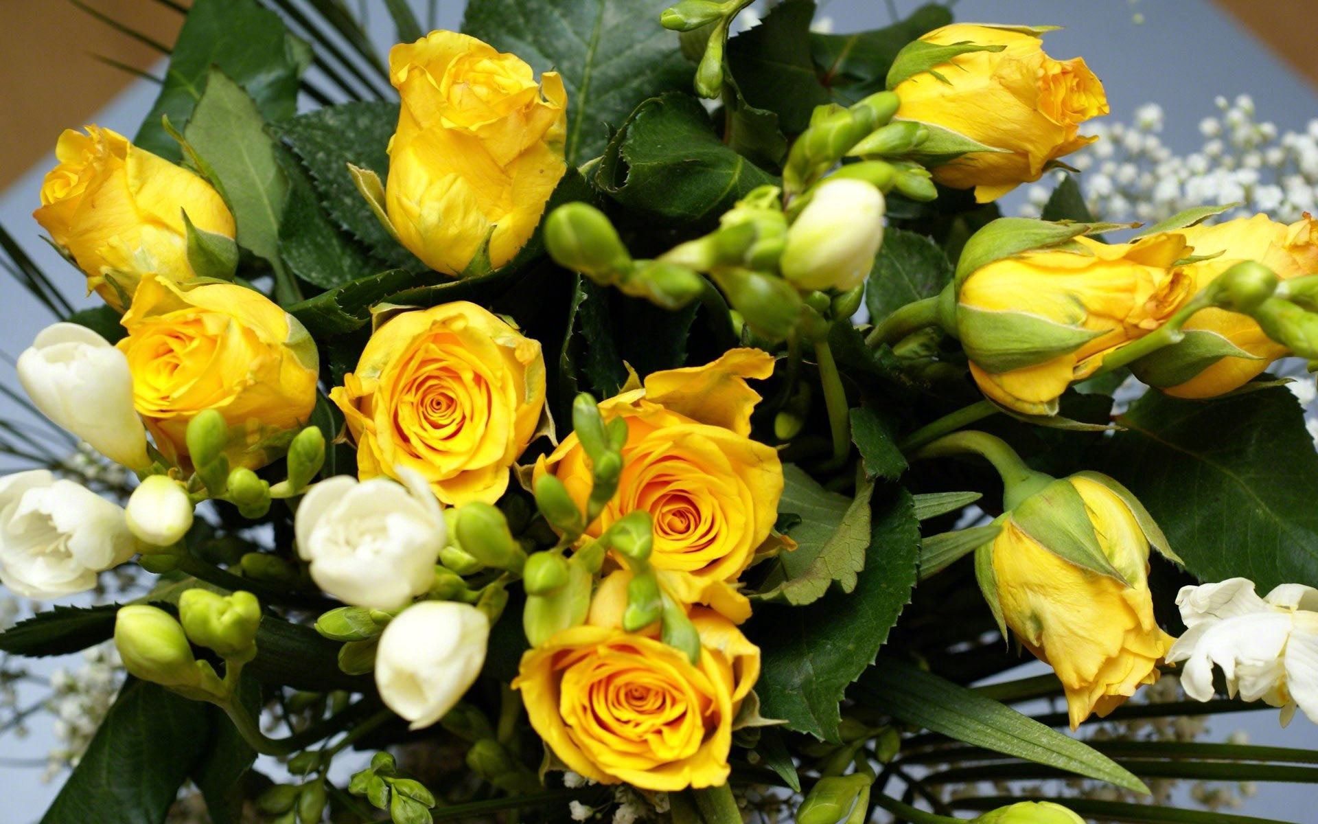 115251 descargar fondo de pantalla flores, roses, hojas, amarillo, belleza, ramo: protectores de pantalla e imágenes gratis