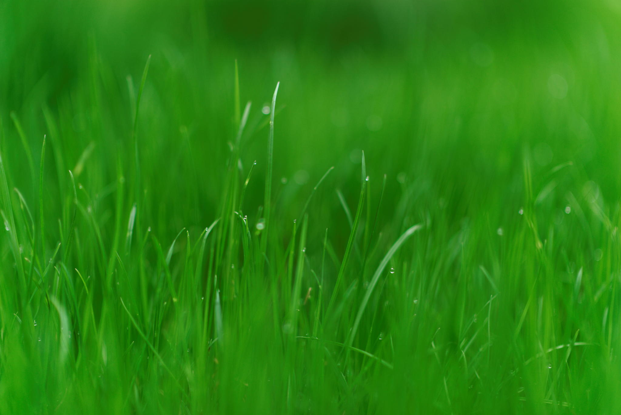 Download mobile wallpaper Nature, Grass, Close Up, Earth for free.