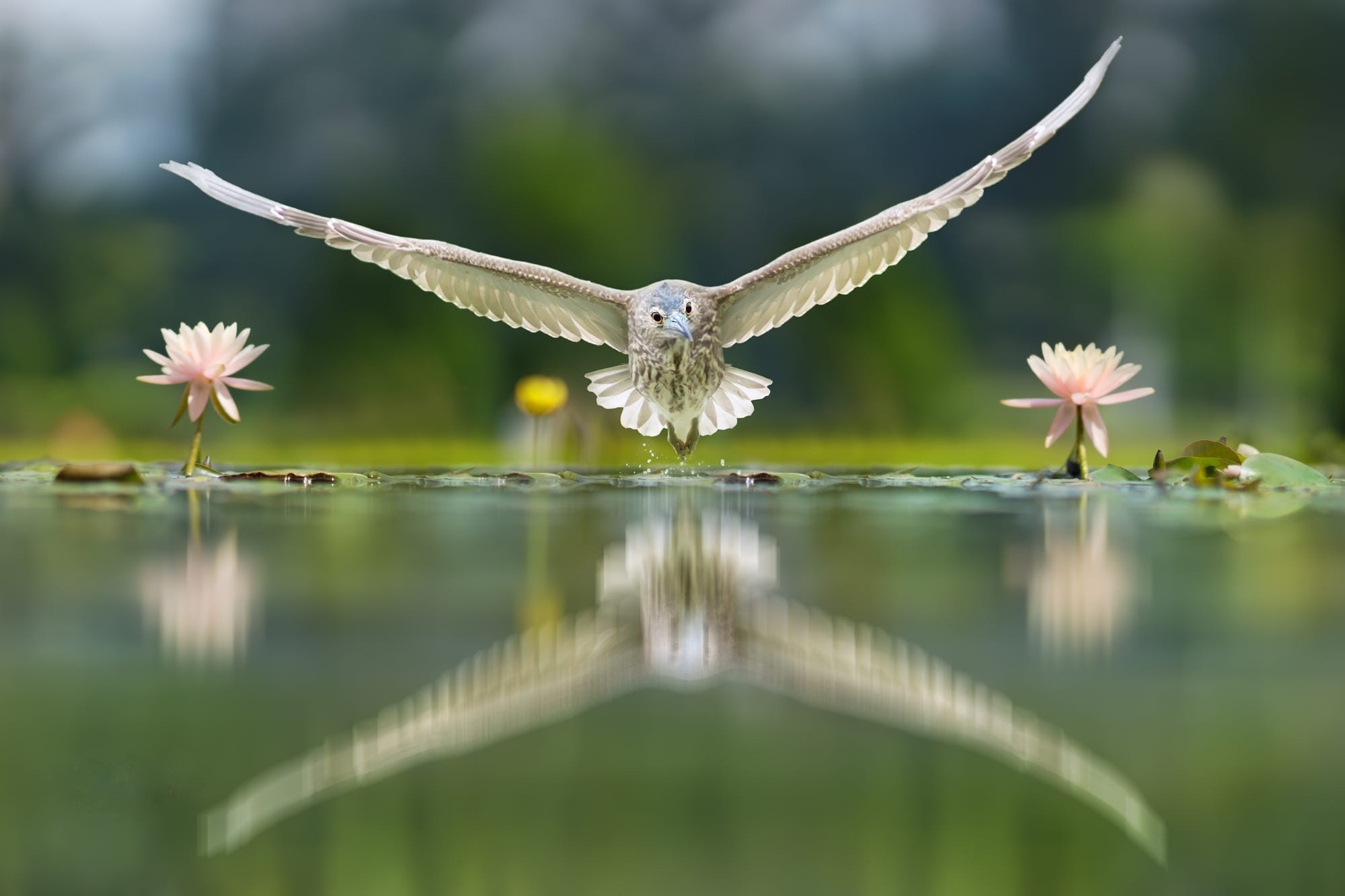 Download mobile wallpaper Birds, Reflection, Bird, Animal for free.