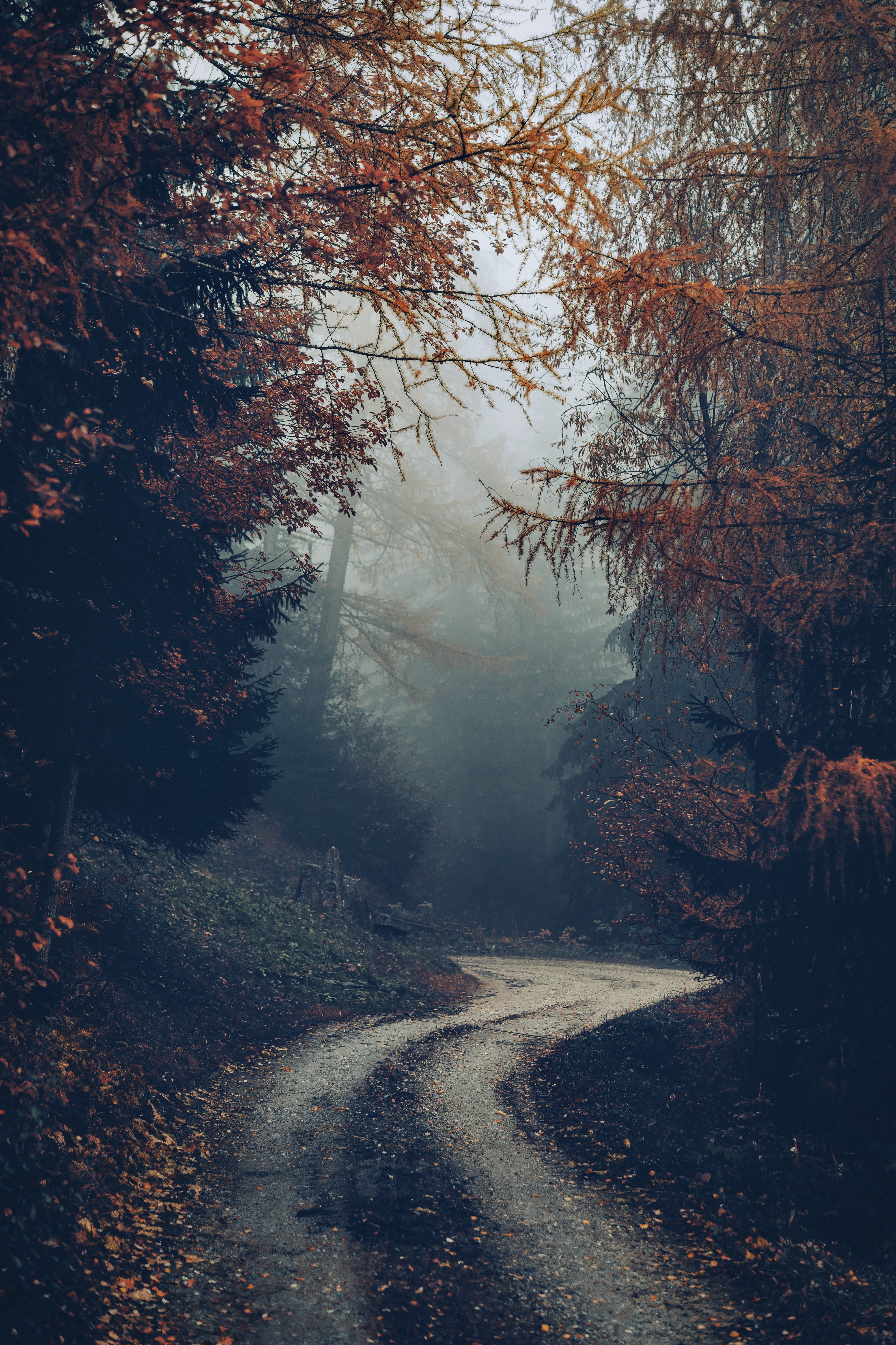 Download mobile wallpaper Autumn, Fog, Forest, Trees, Nature, Road for free.