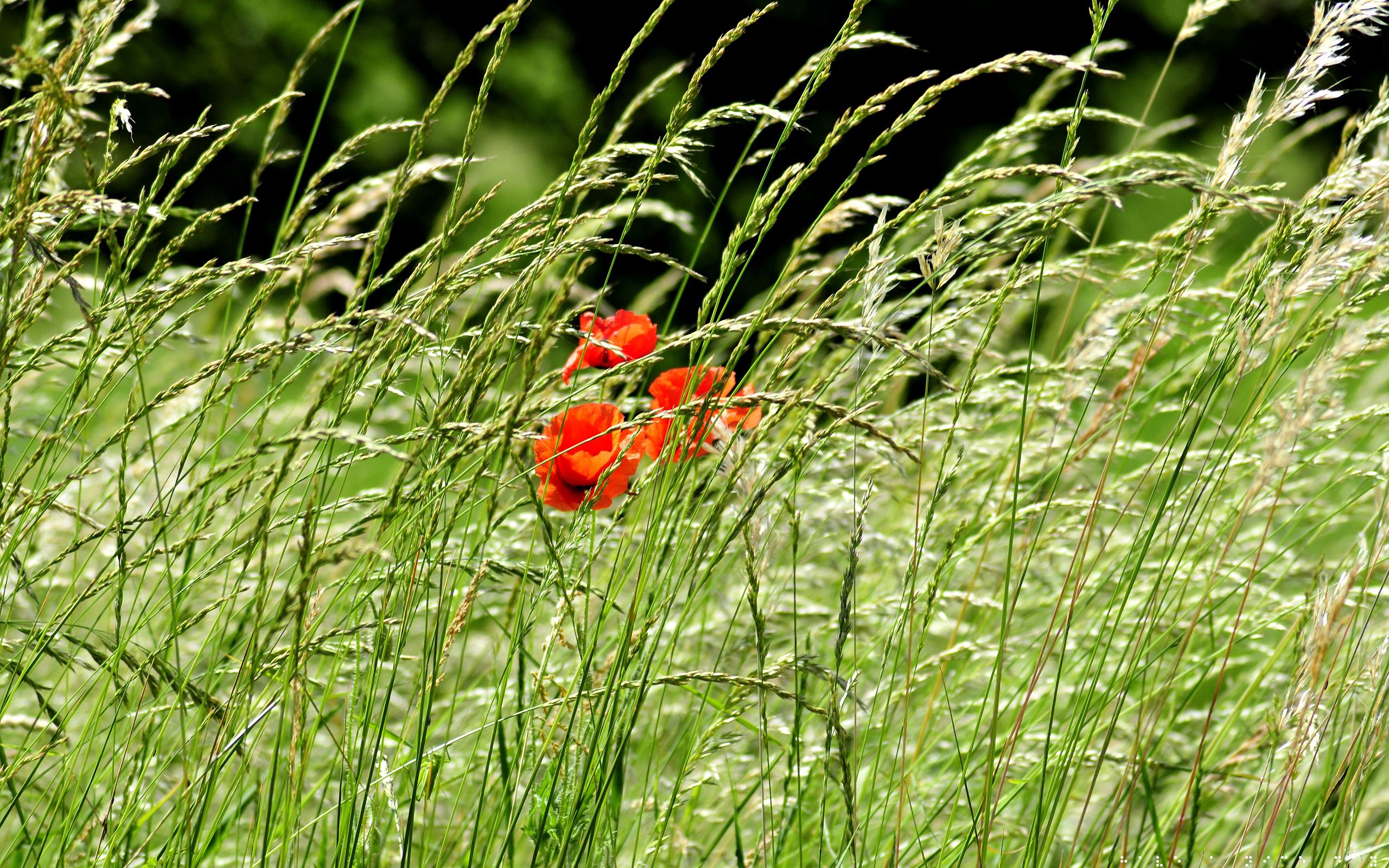 Free download wallpaper Flowers, Poppies, Ears, Spikes, Nature, Greens, Field on your PC desktop