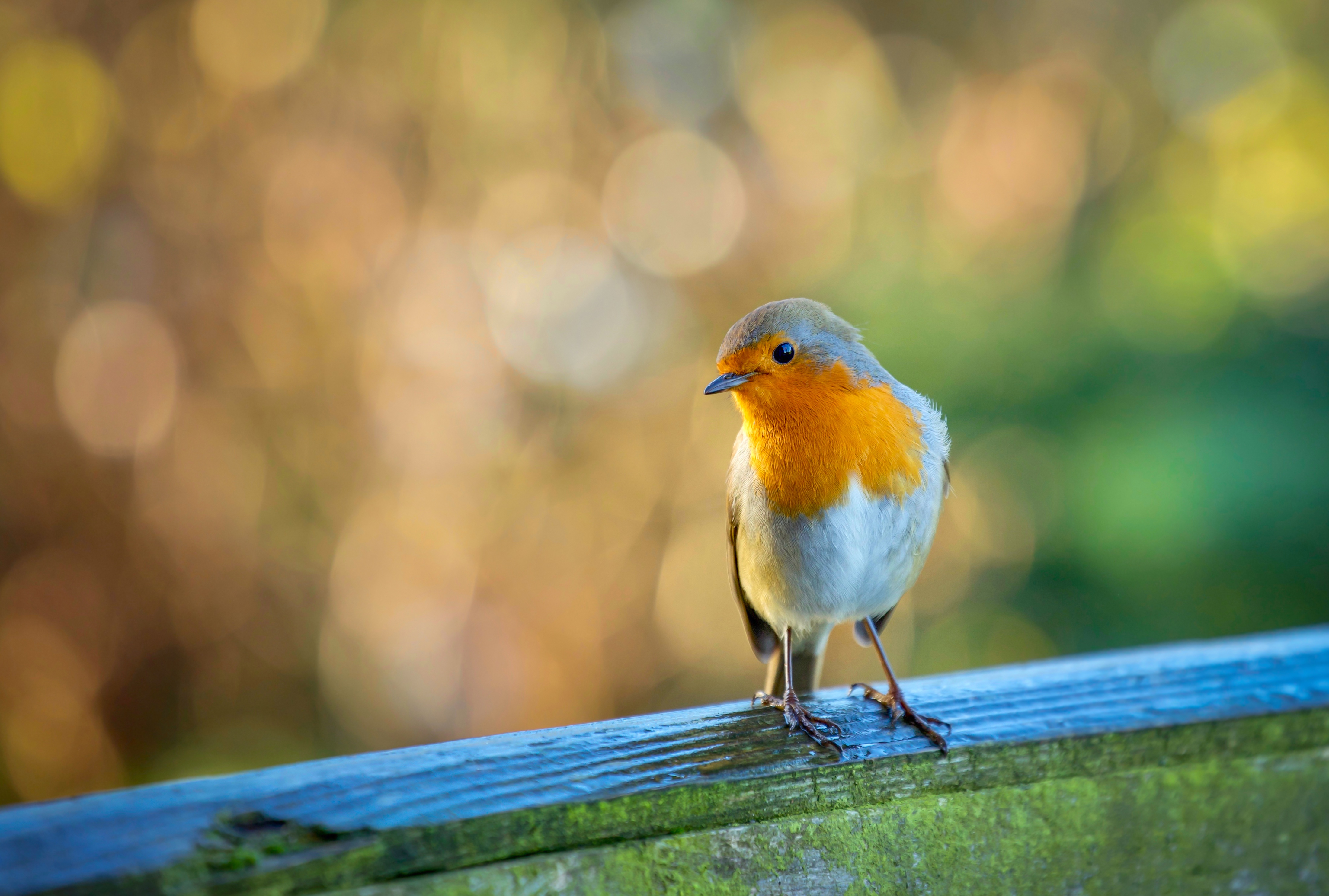 Download mobile wallpaper Birds, Animal, Robin for free.