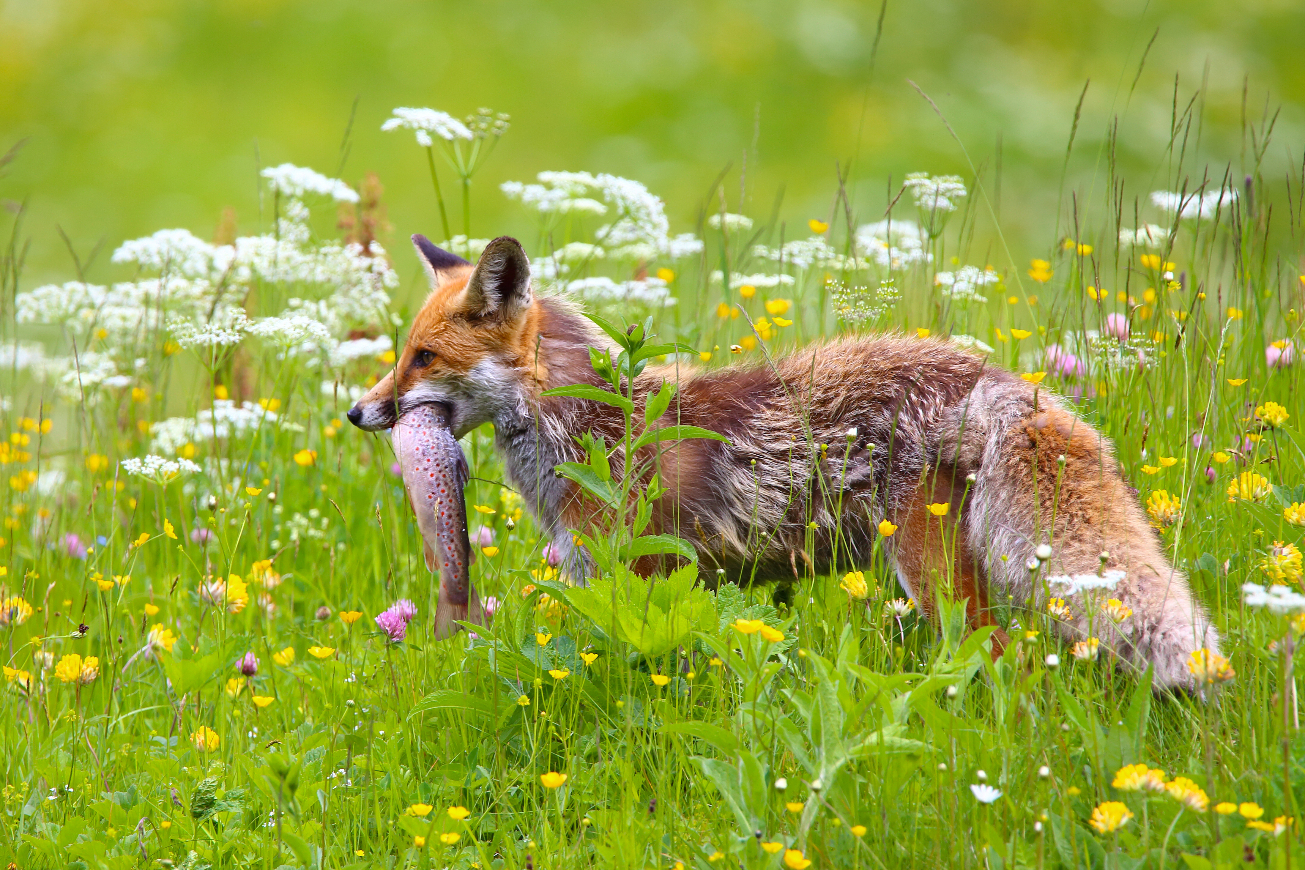Free download wallpaper Nature, Fox, Animal, Fish, Meadow on your PC desktop