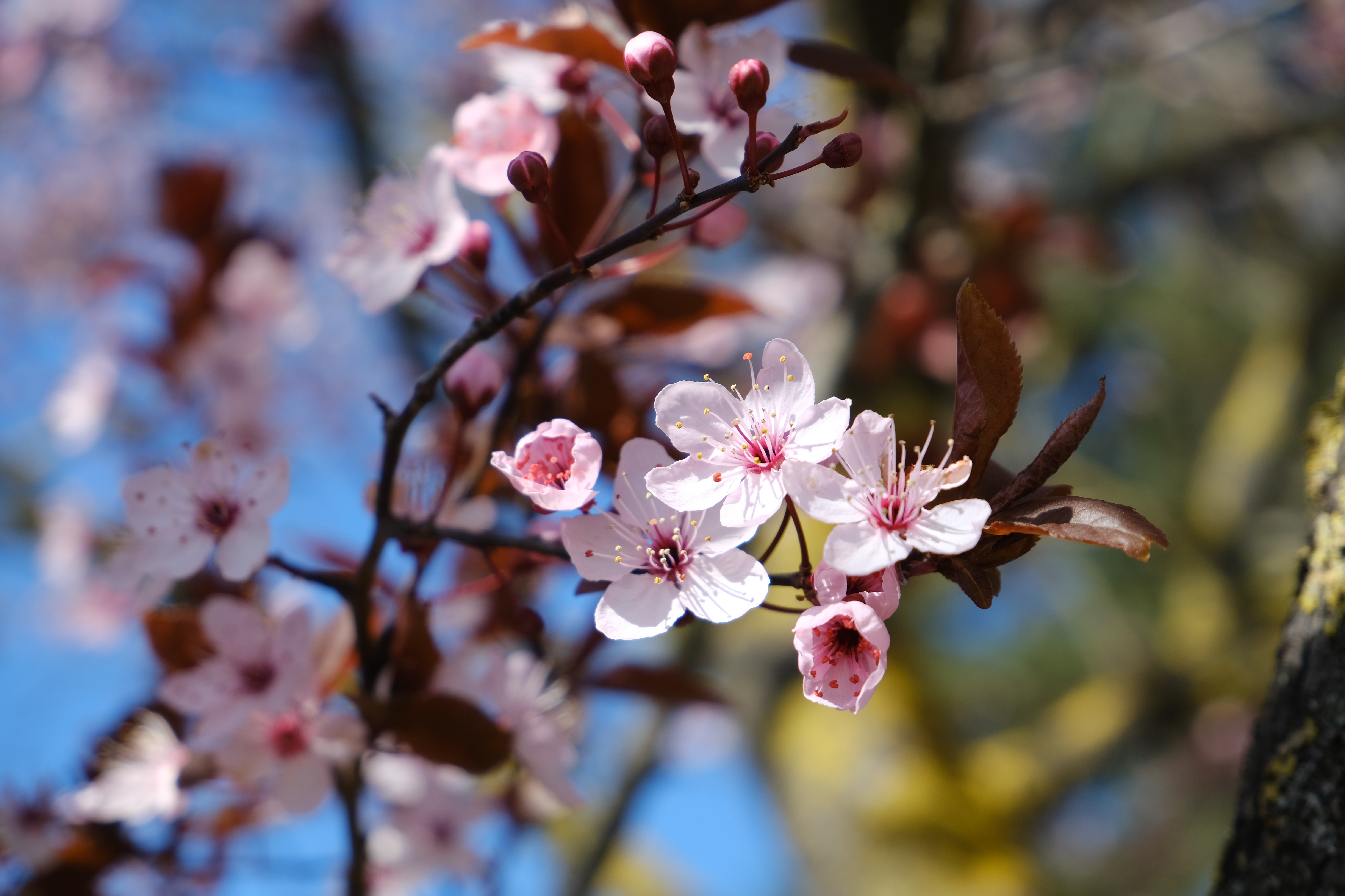 Laden Sie das Kirsche, Makro, Geäst, Zweige, Blumen, Blütenblätter, Frühling-Bild kostenlos auf Ihren PC-Desktop herunter