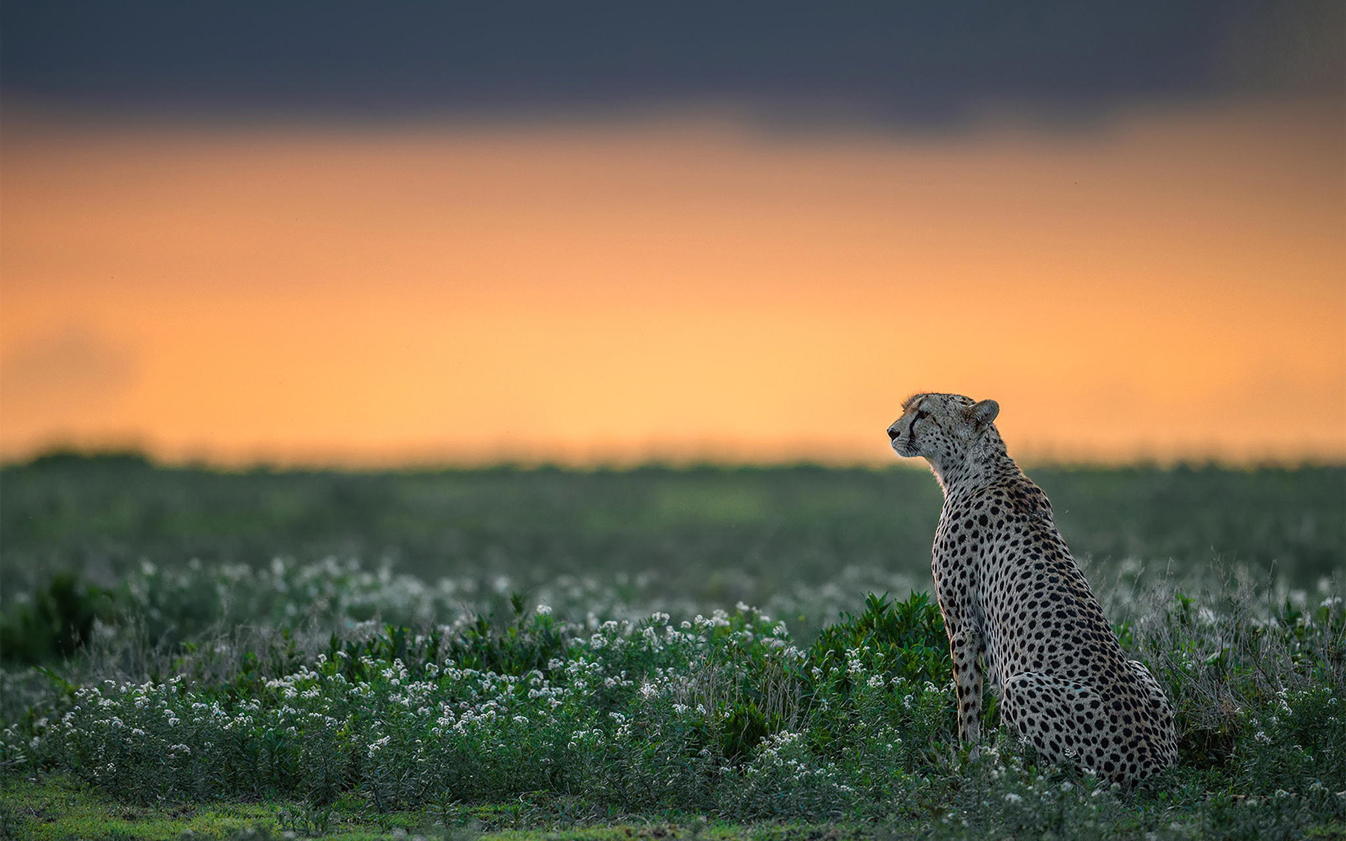 Free download wallpaper Cats, Cheetah, Animal, Bokeh on your PC desktop