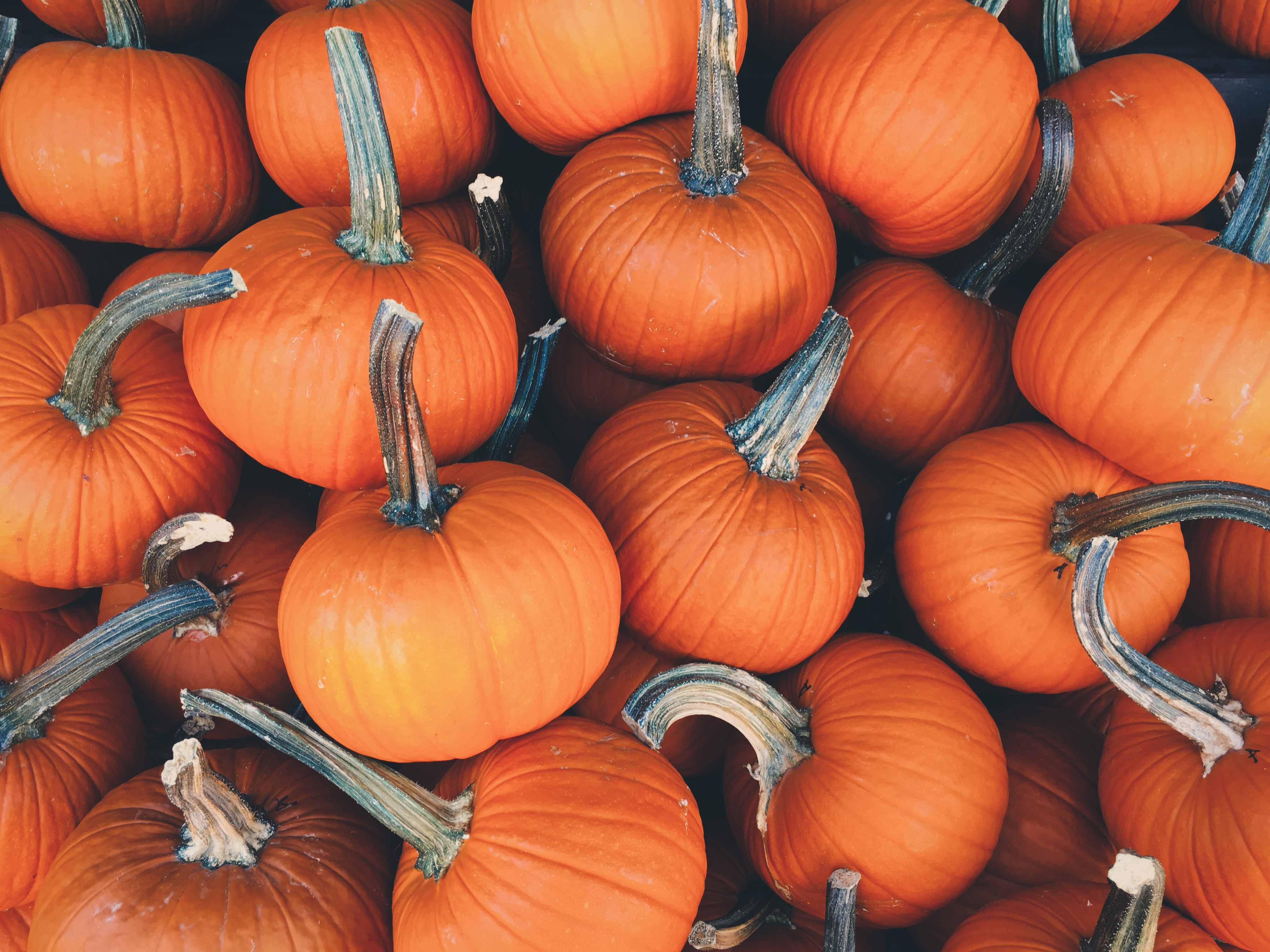 pumpkin, autumn, food, vegetables cellphone