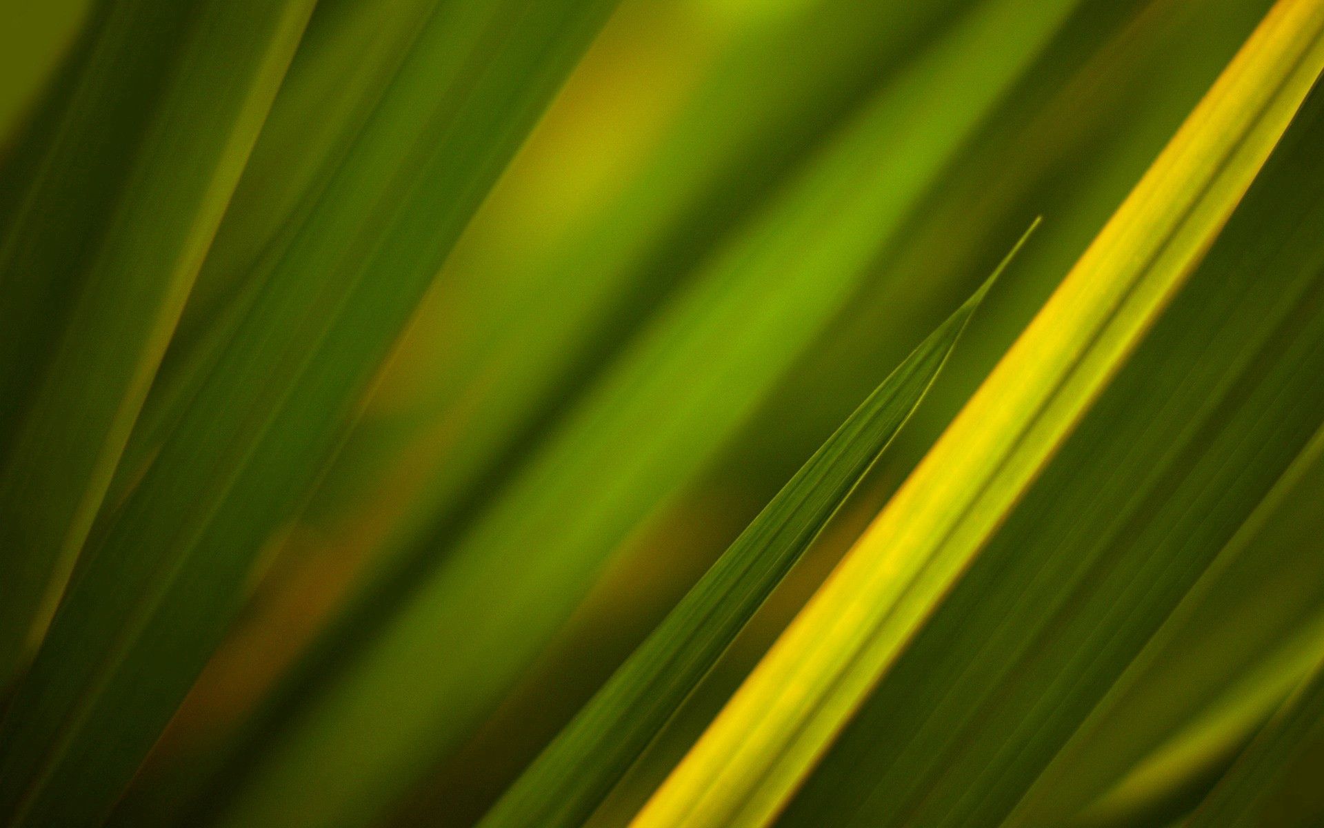 Free download wallpaper Grass, Leaves, Macro, Plant on your PC desktop