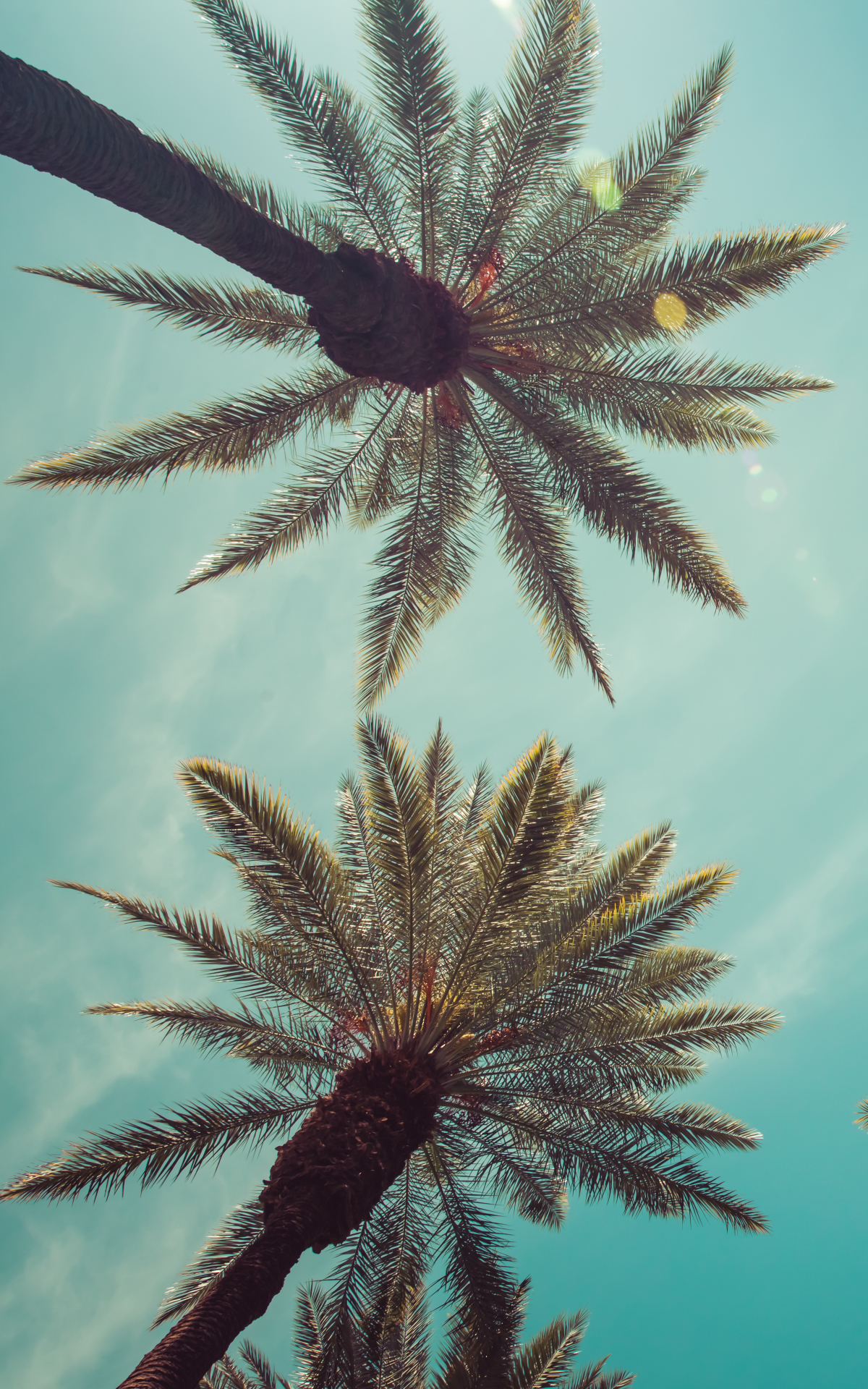 Download mobile wallpaper Tree, Earth, Palm Tree for free.