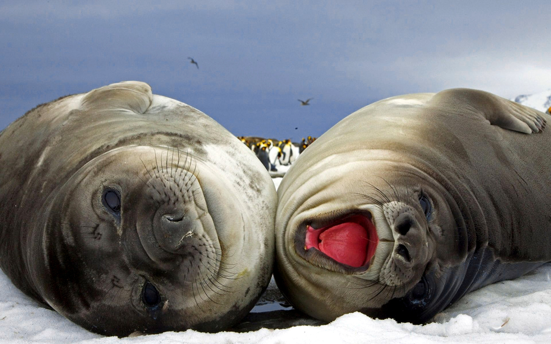 261485 baixar papel de parede animais, foca, selos - protetores de tela e imagens gratuitamente