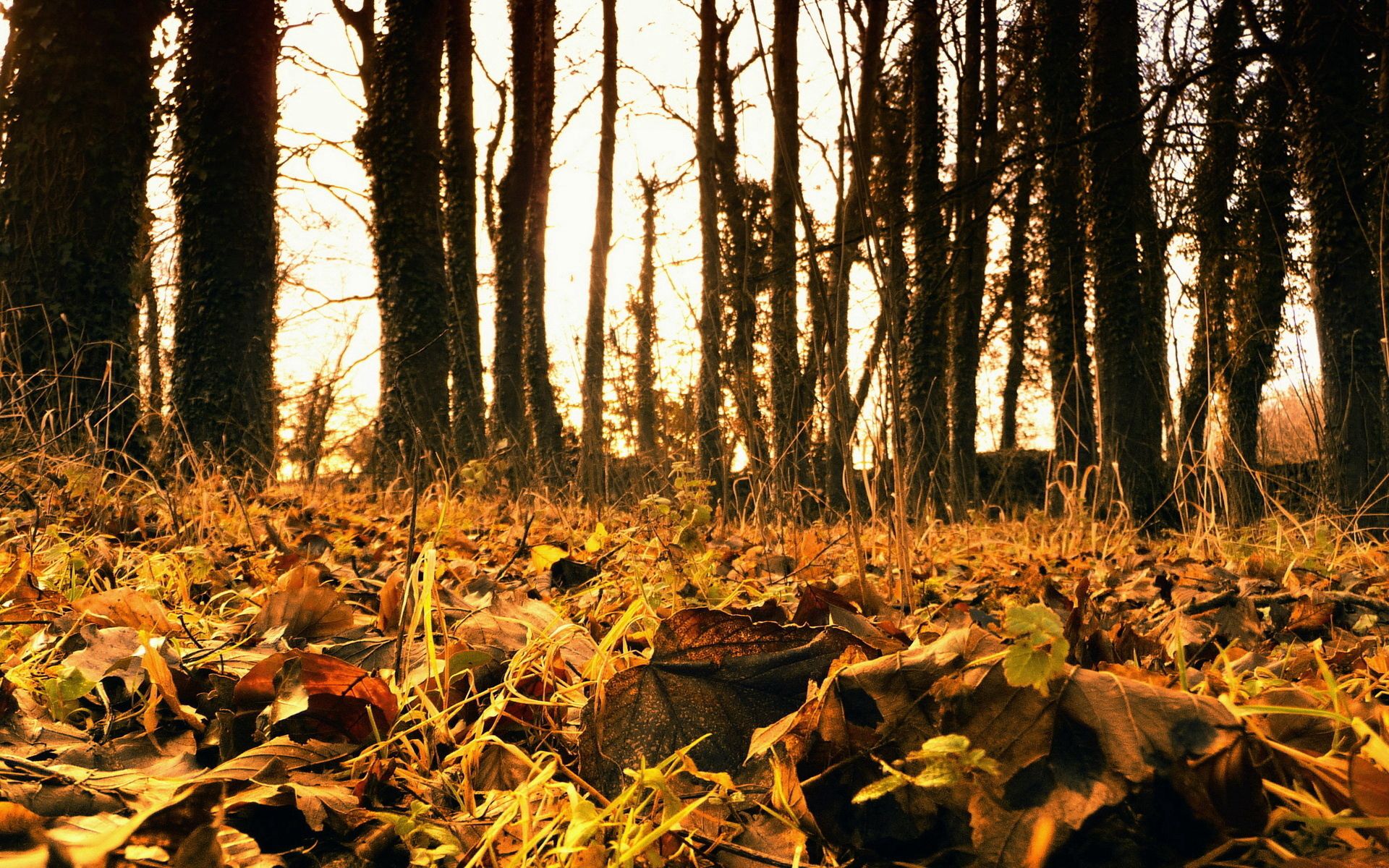 fallen, nature, grass, autumn, leaves HD wallpaper
