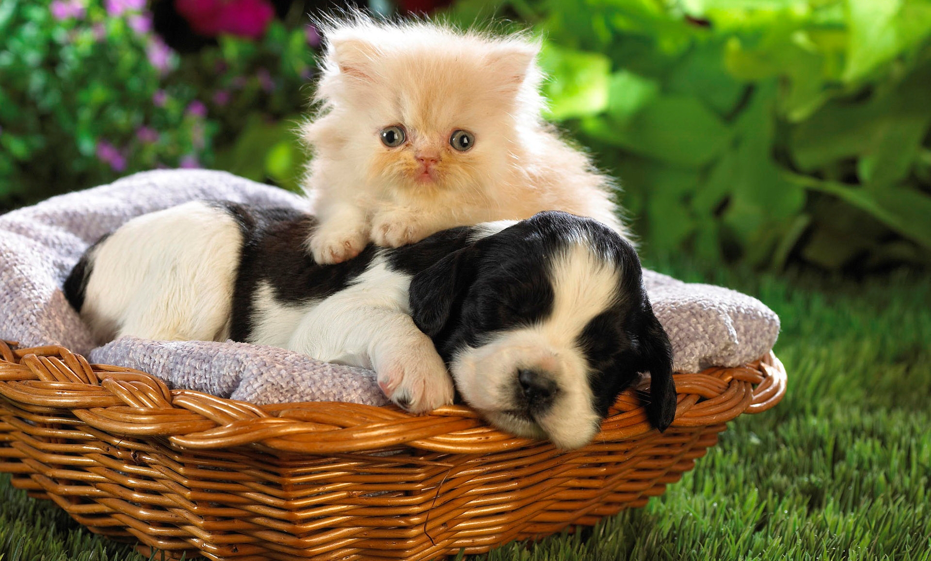 Laden Sie das Tiere, Katzen, Katze, Kätzchen, Hund, Welpen-Bild kostenlos auf Ihren PC-Desktop herunter
