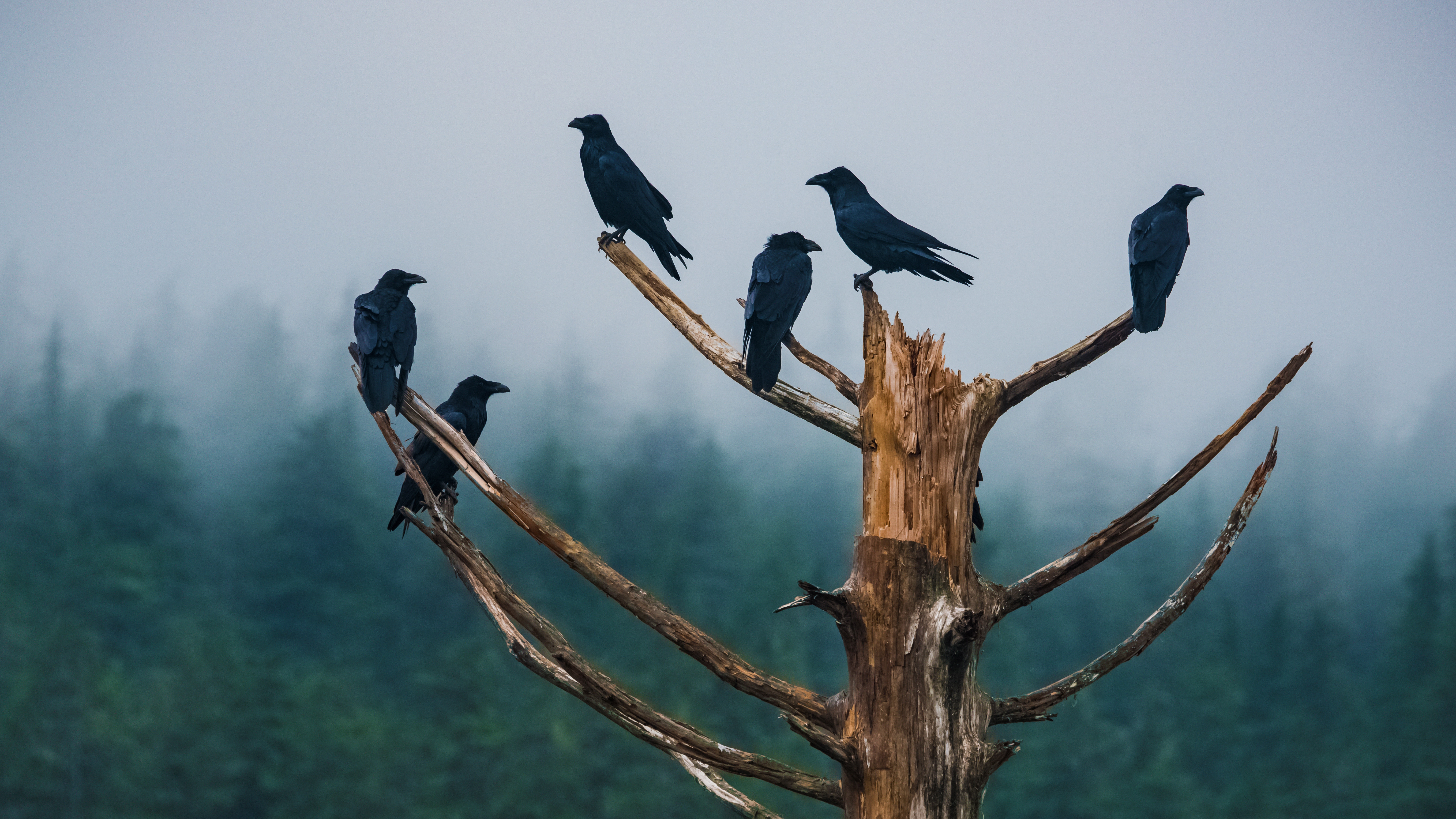 Téléchargez gratuitement l'image Animaux, Corbeau sur le bureau de votre PC