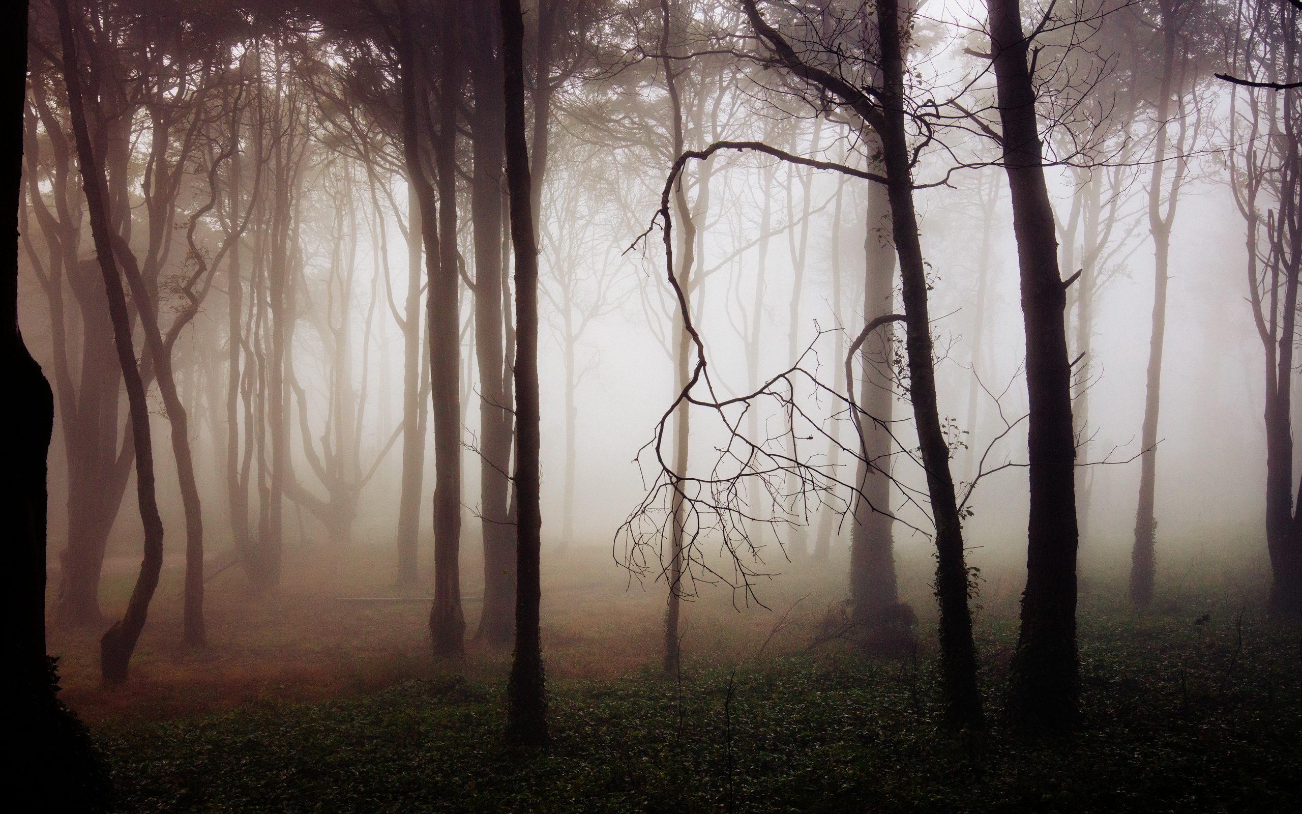 Descarga gratuita de fondo de pantalla para móvil de Naturaleza, Bosque, Árbol, Niebla, Tierra/naturaleza.