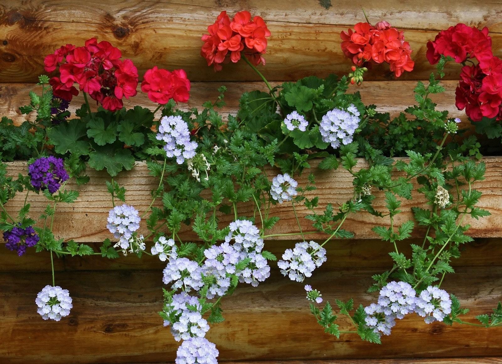 wall, flowers, white, red, geranium