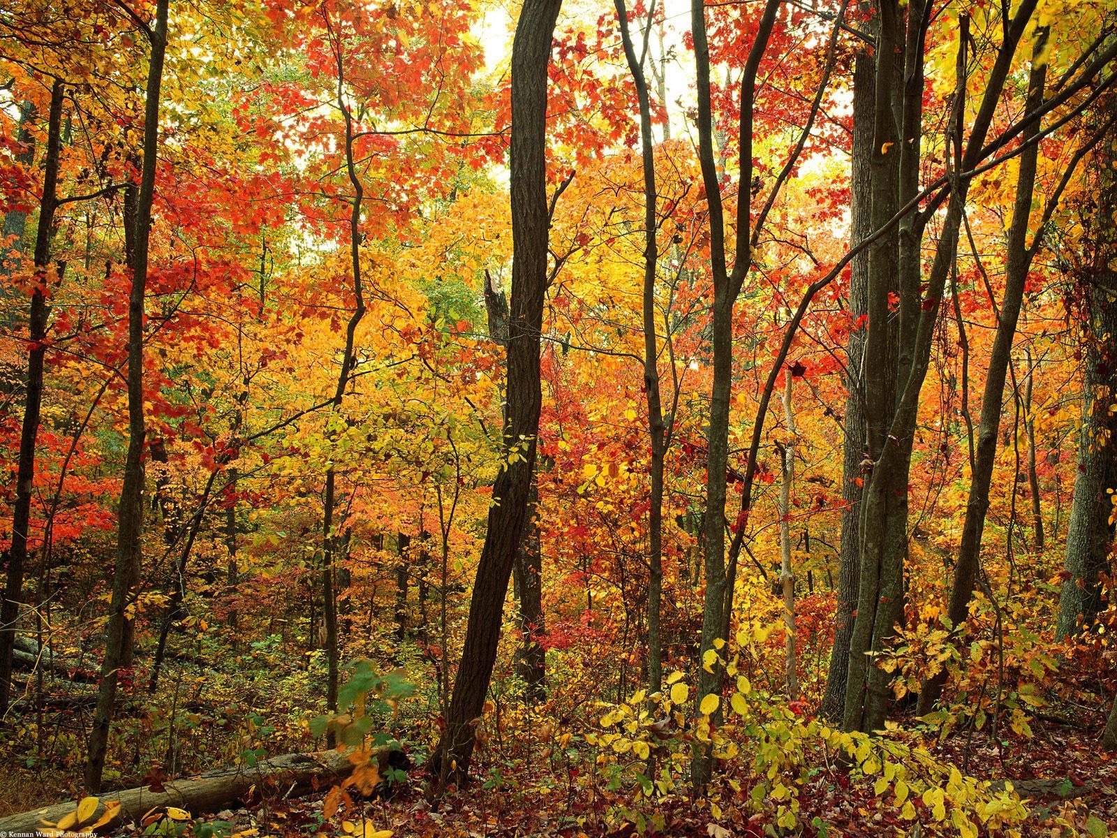 Скачать обои бесплатно Листва, Природа, Деревья, Лес, Осень картинка на рабочий стол ПК