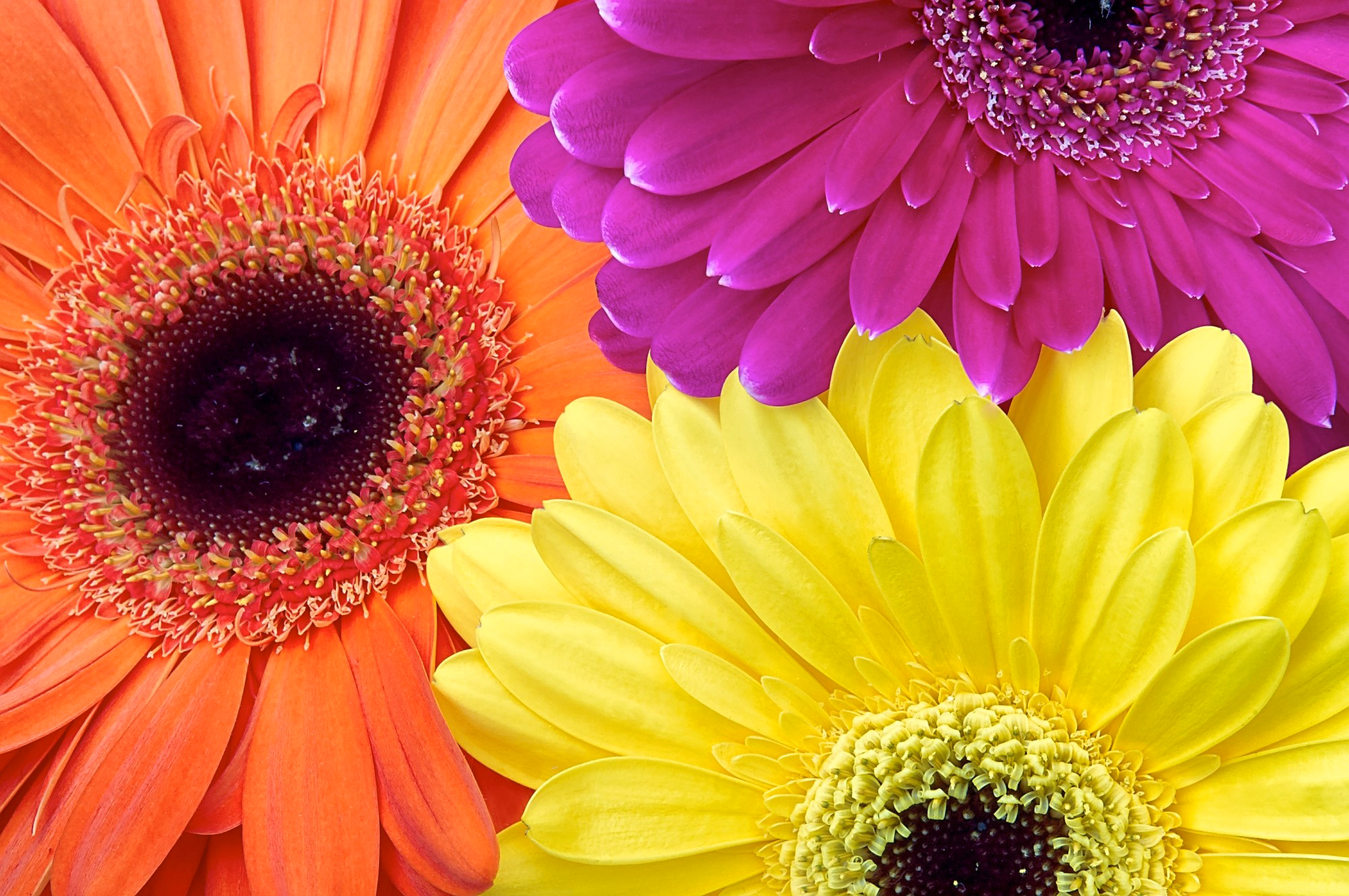 Laden Sie das Natur, Blumen, Gerbera, Blume, Nahansicht, Gelbe Blume, Lila Blume, Erde/natur, Orangene Blume-Bild kostenlos auf Ihren PC-Desktop herunter