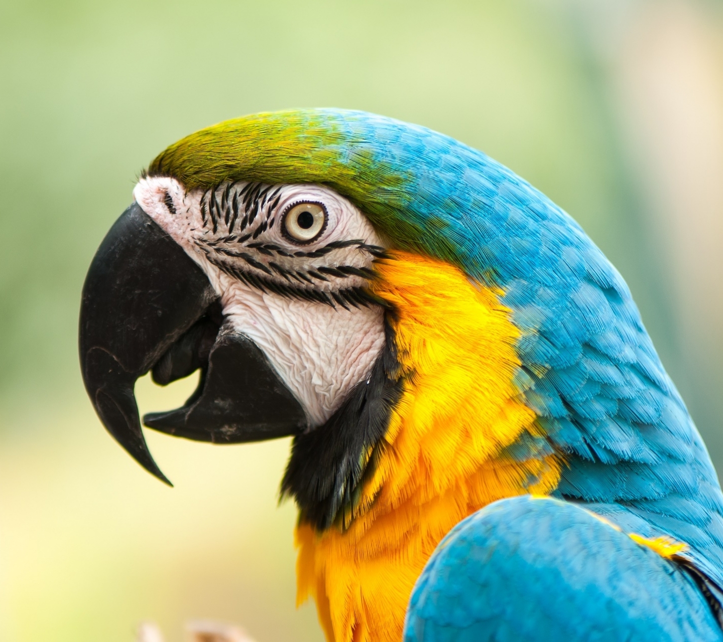 Free download wallpaper Birds, Animal, Blue And Yellow Macaw on your PC desktop