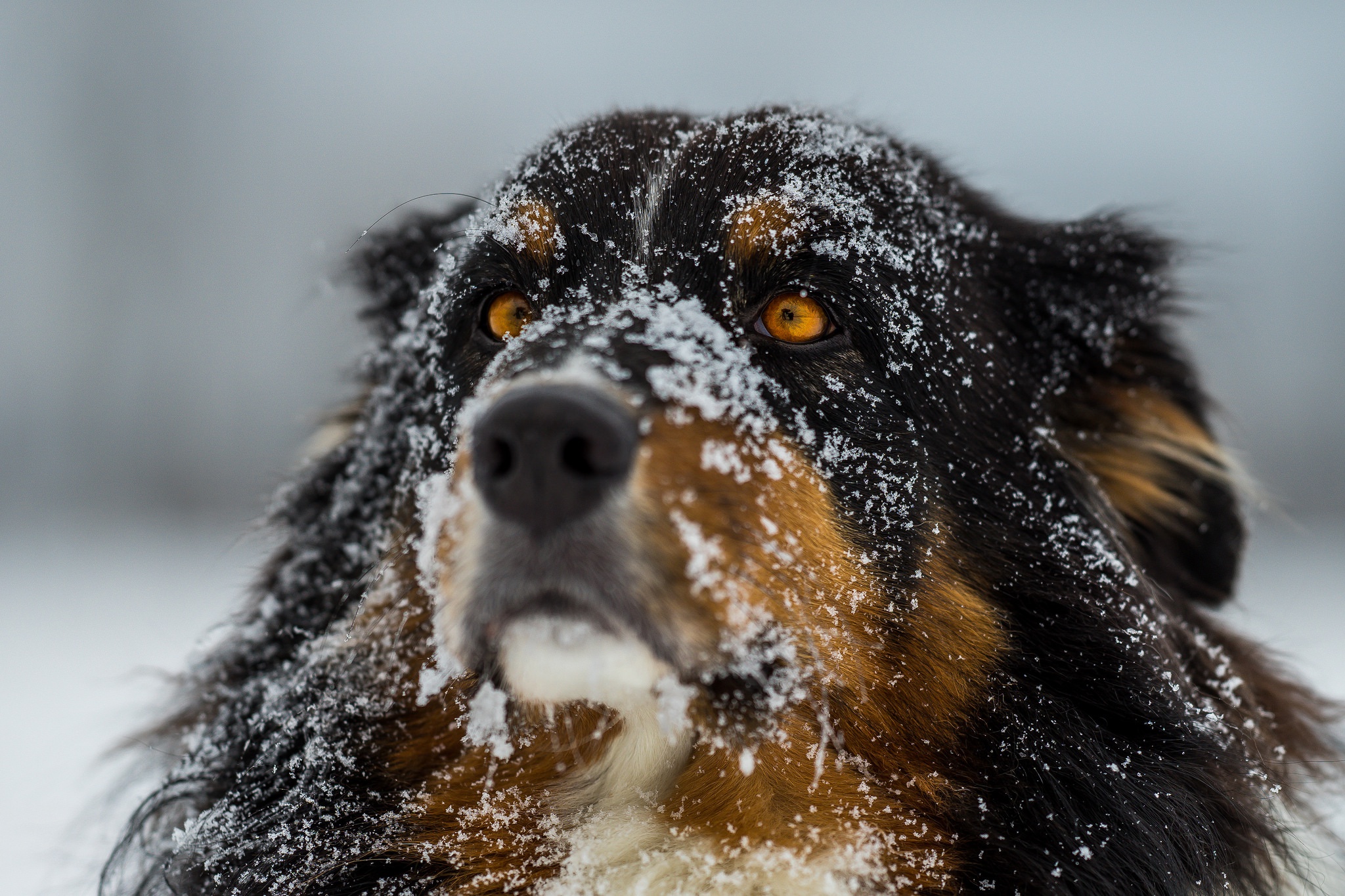 Download mobile wallpaper Dogs, Snow, Dog, Muzzle, Animal, Border Collie for free.